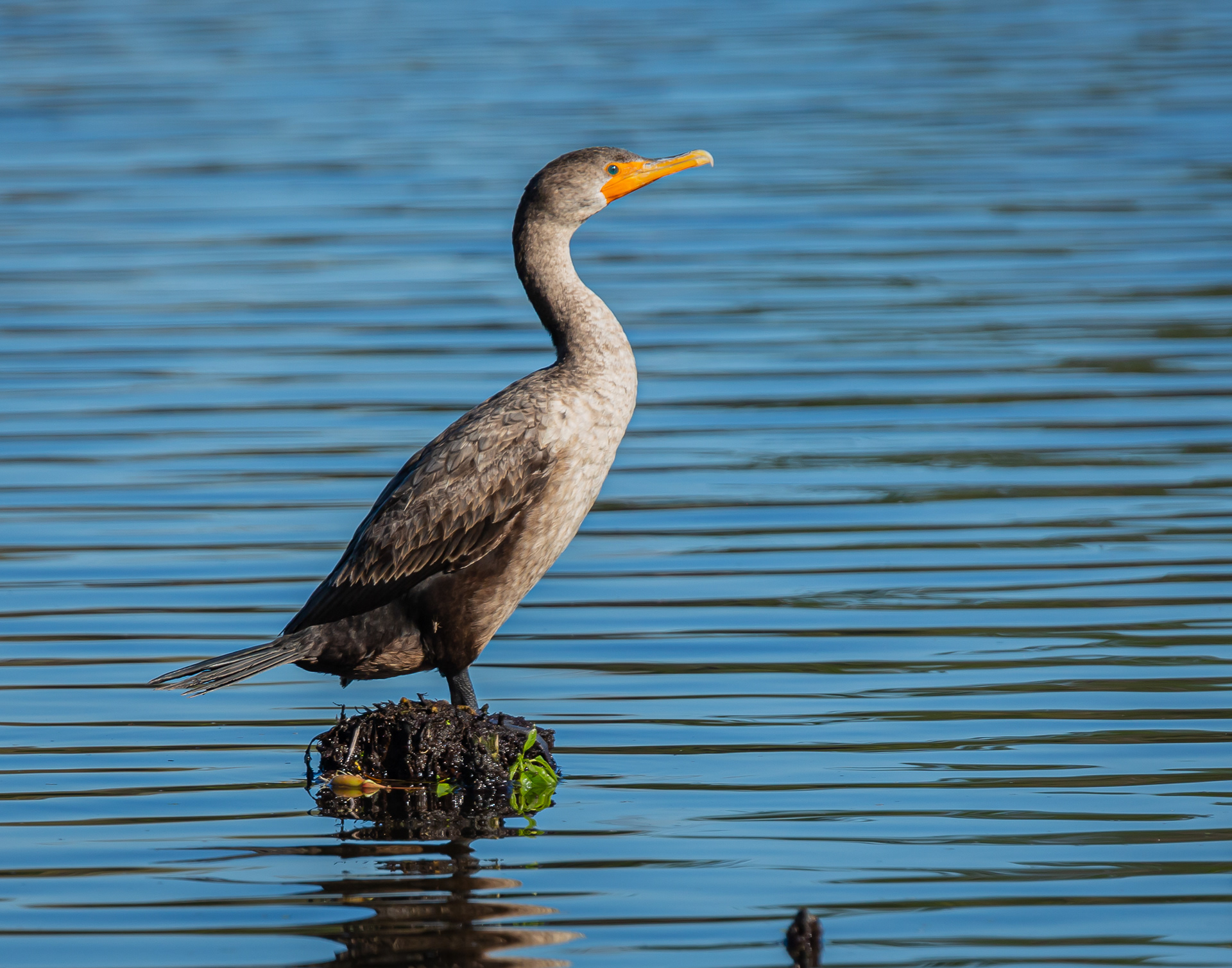 Double-Crested Cormorant