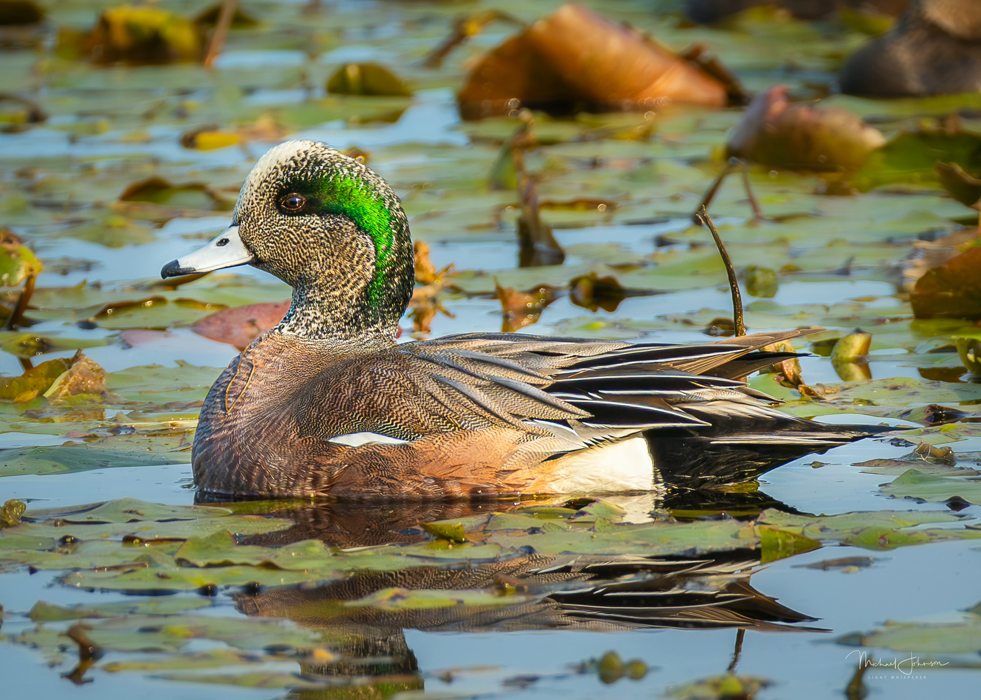 American Wigeon