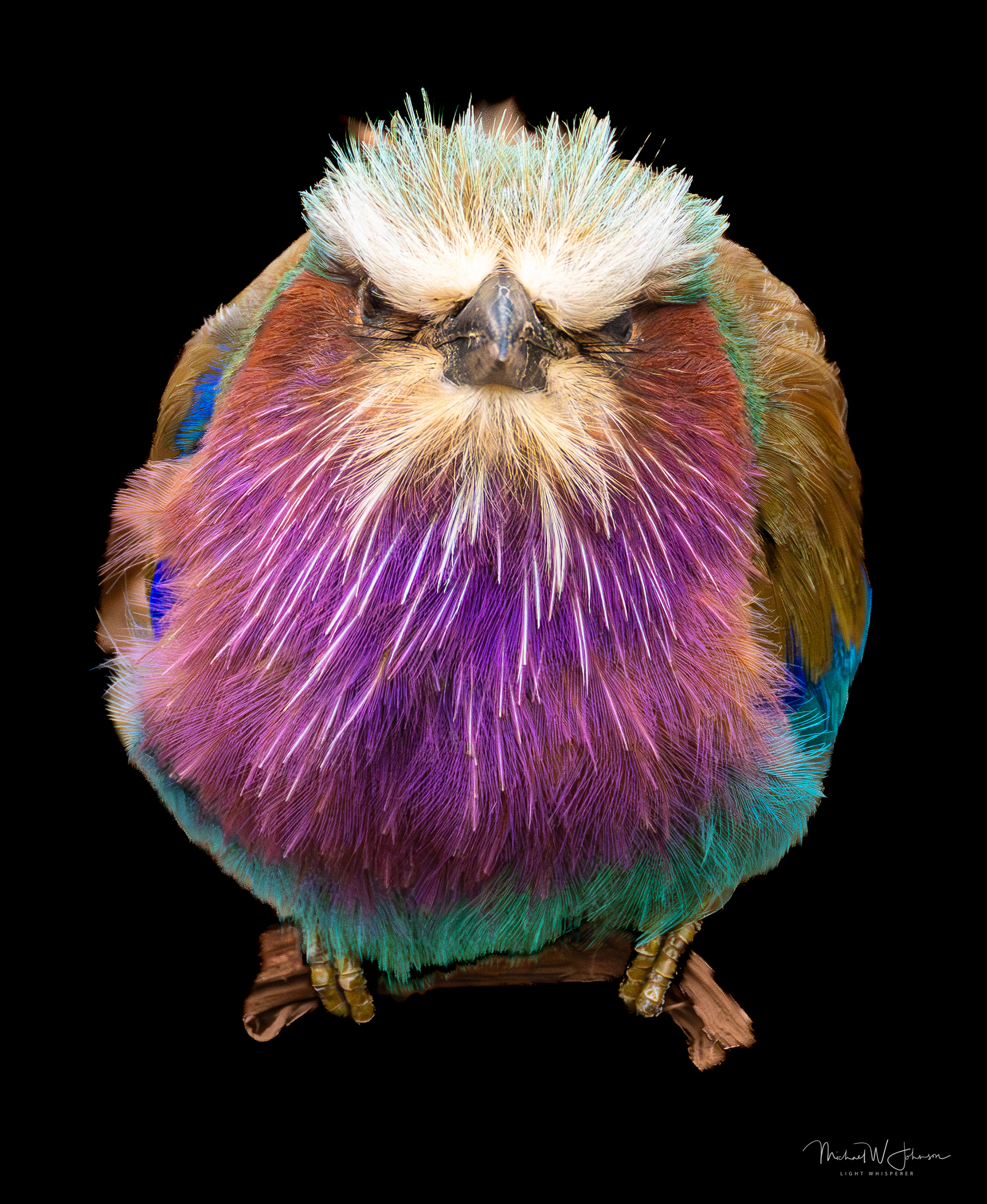 Lilac-breasted Roller