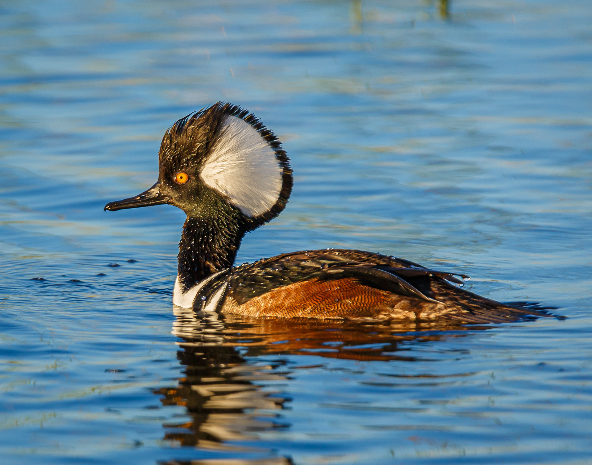 Hooded Merganser
