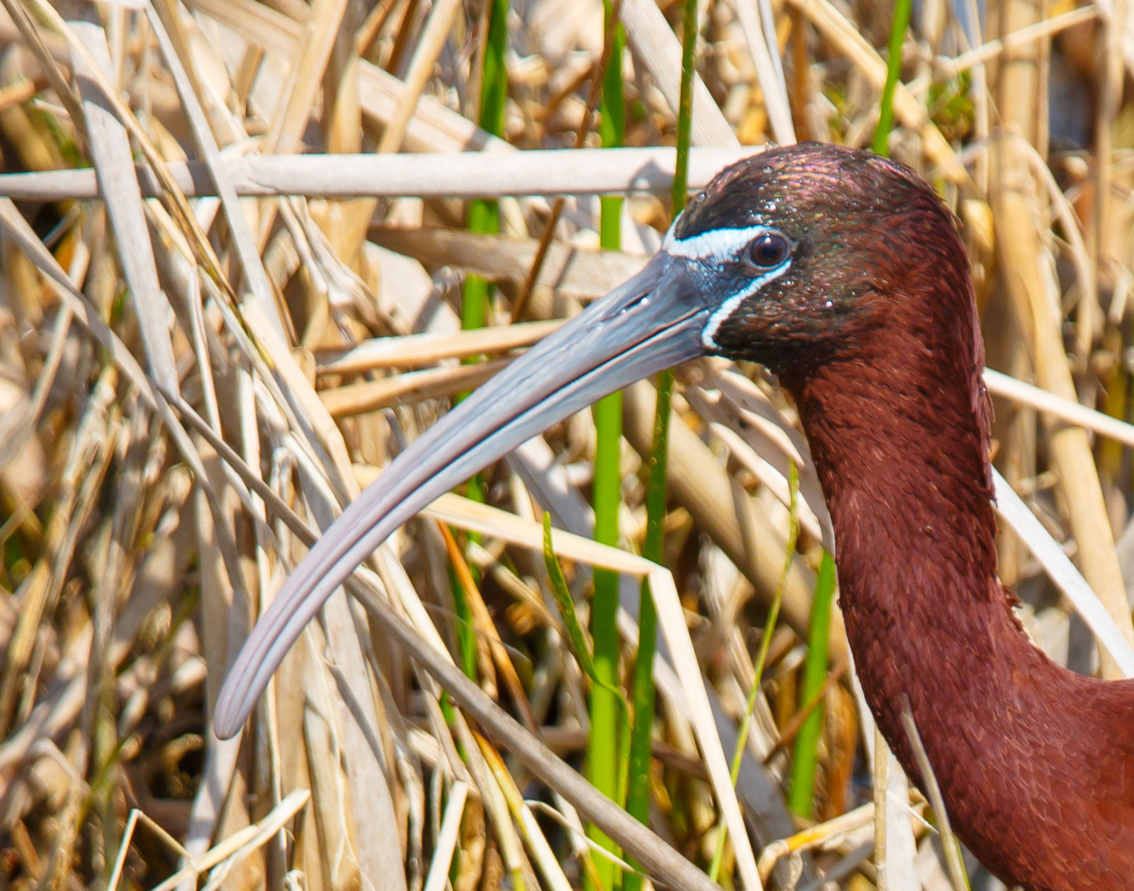 Glossy Ibis