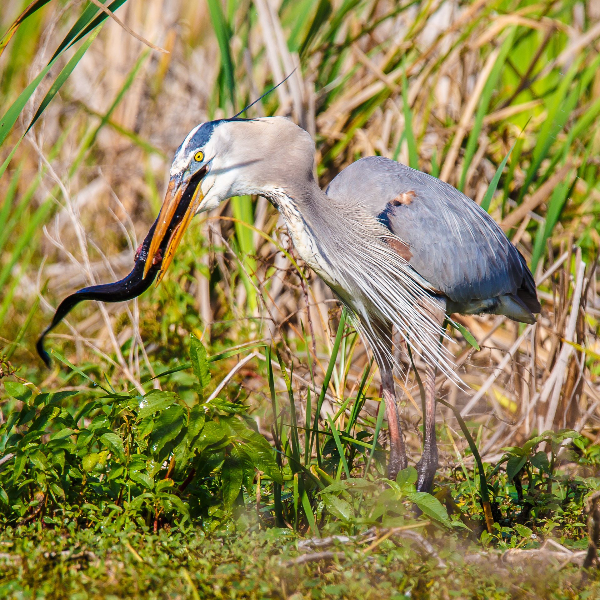 Great Blue Heron