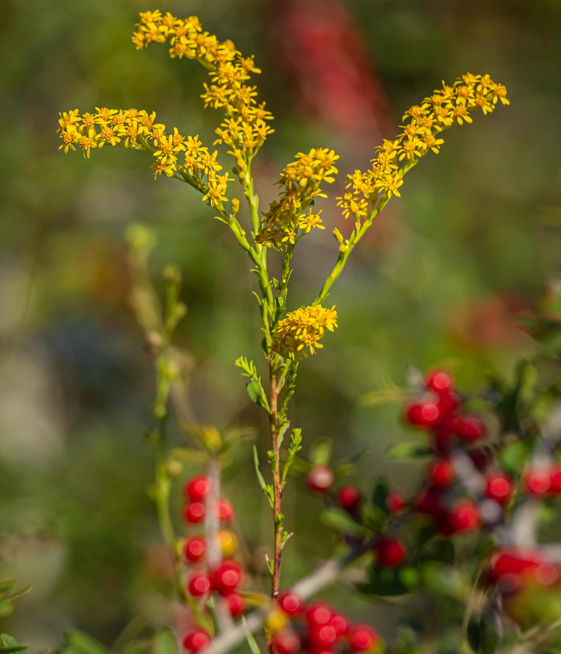 Goldenrod