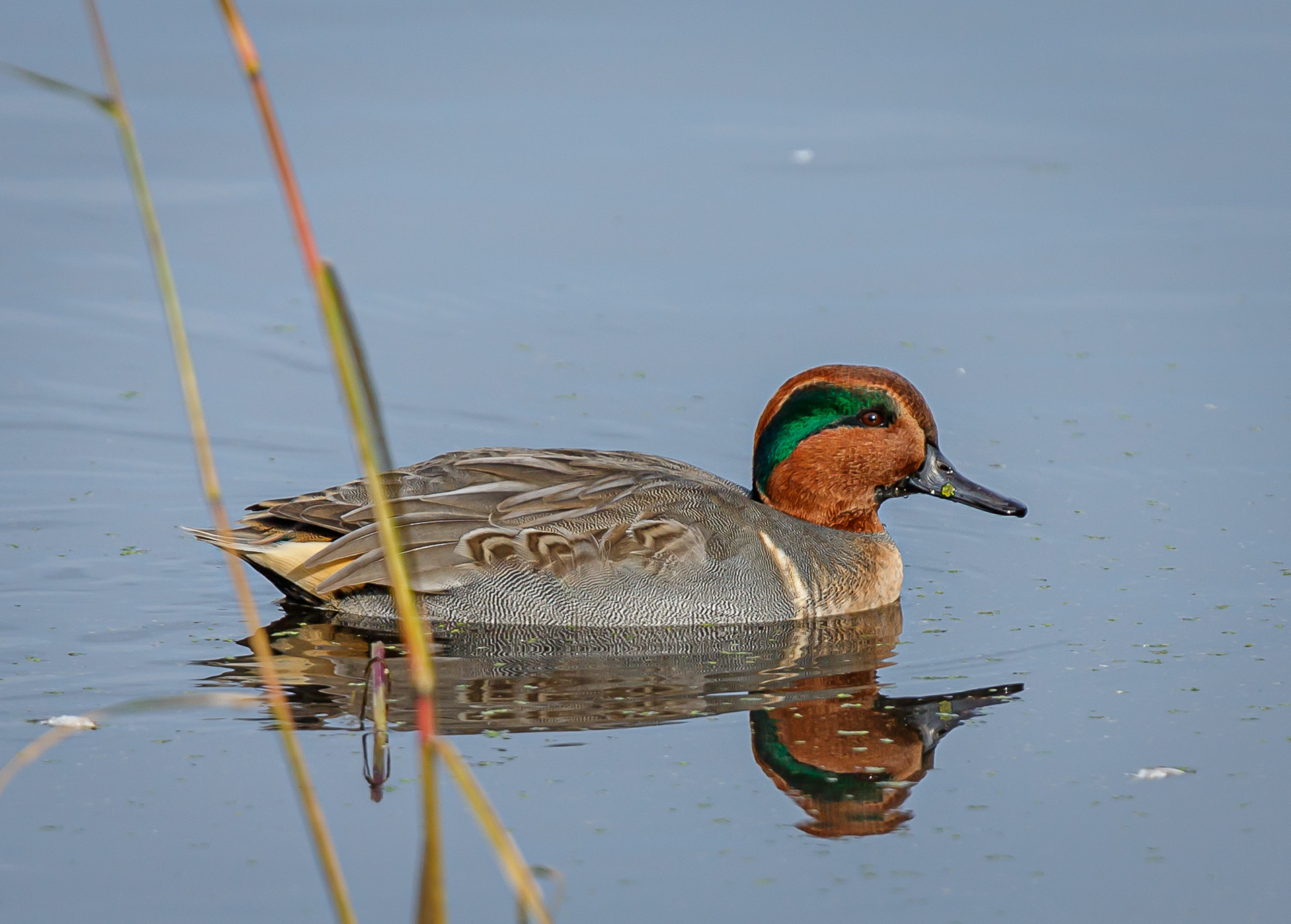 Green-winged Teal