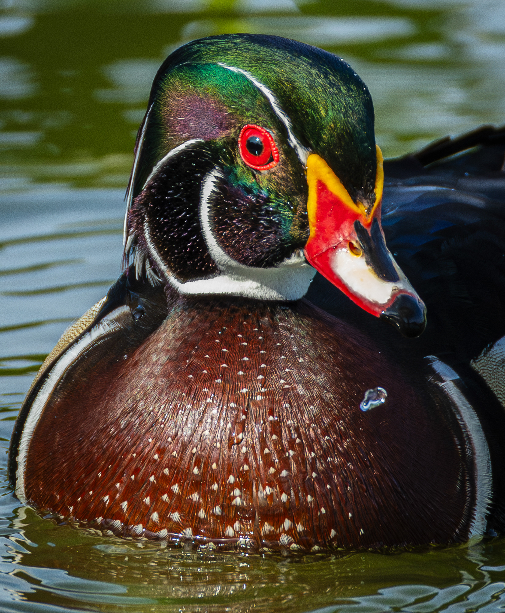 Wood Duck