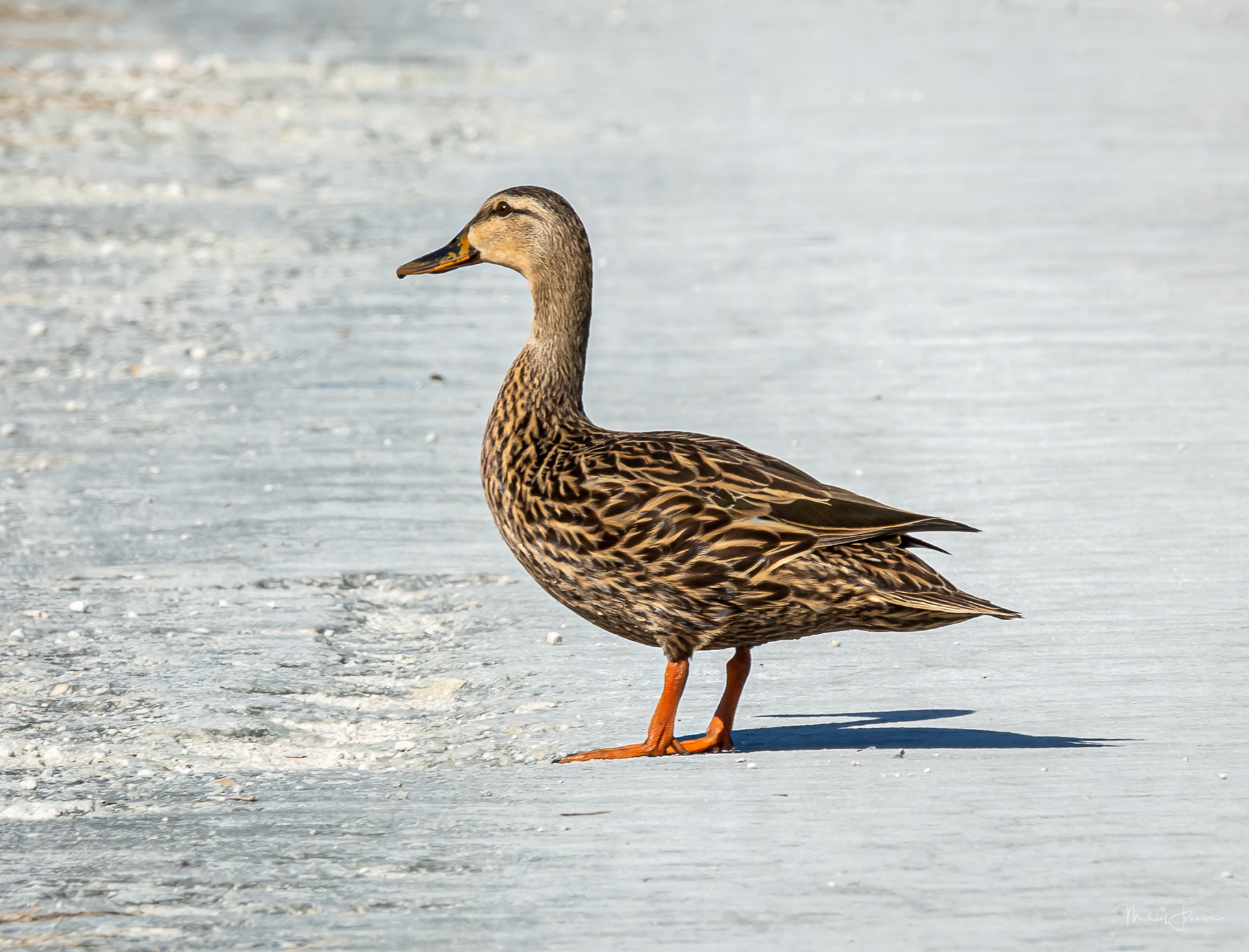 Mottled Duck
