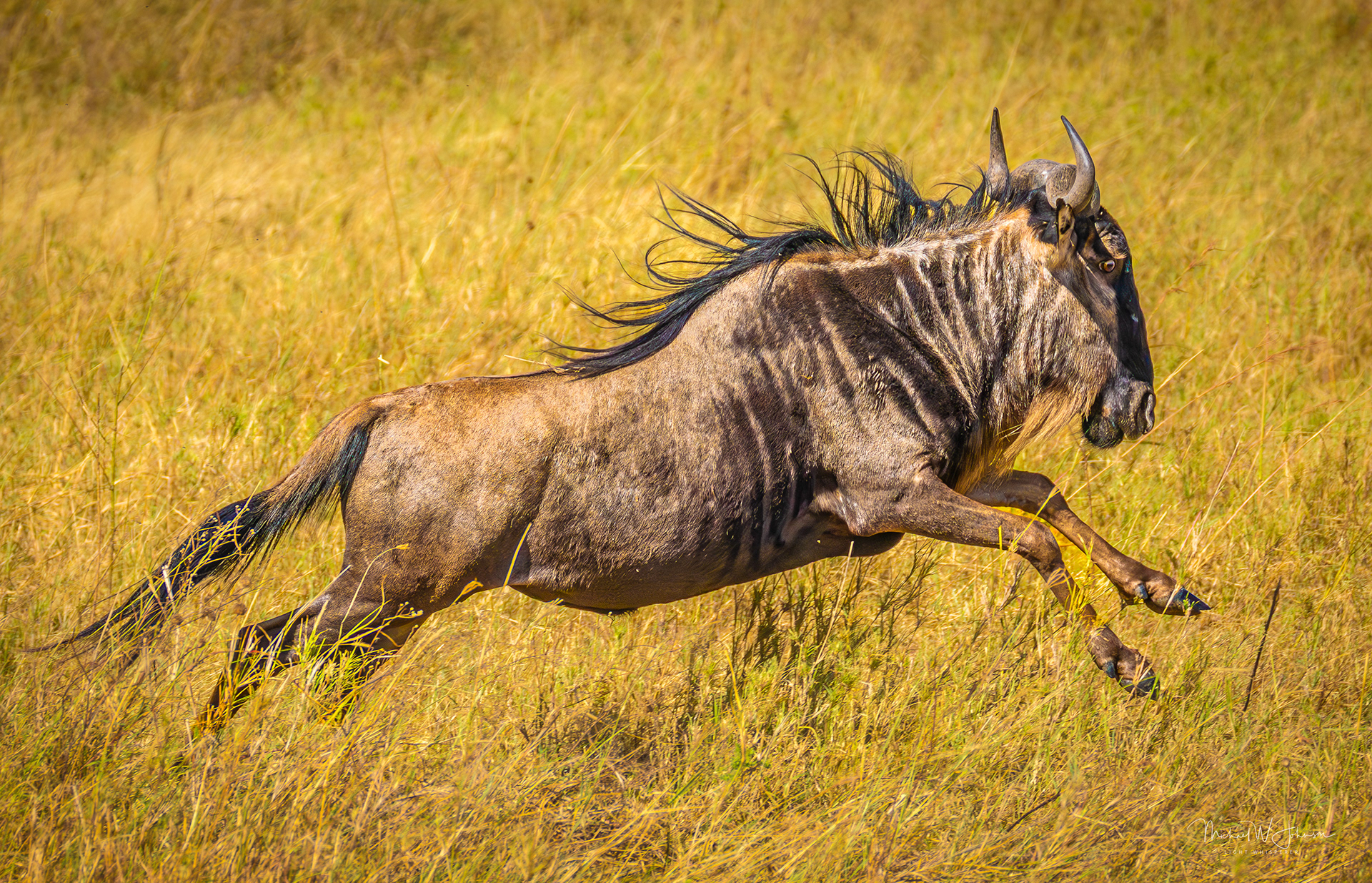 Wildebeest