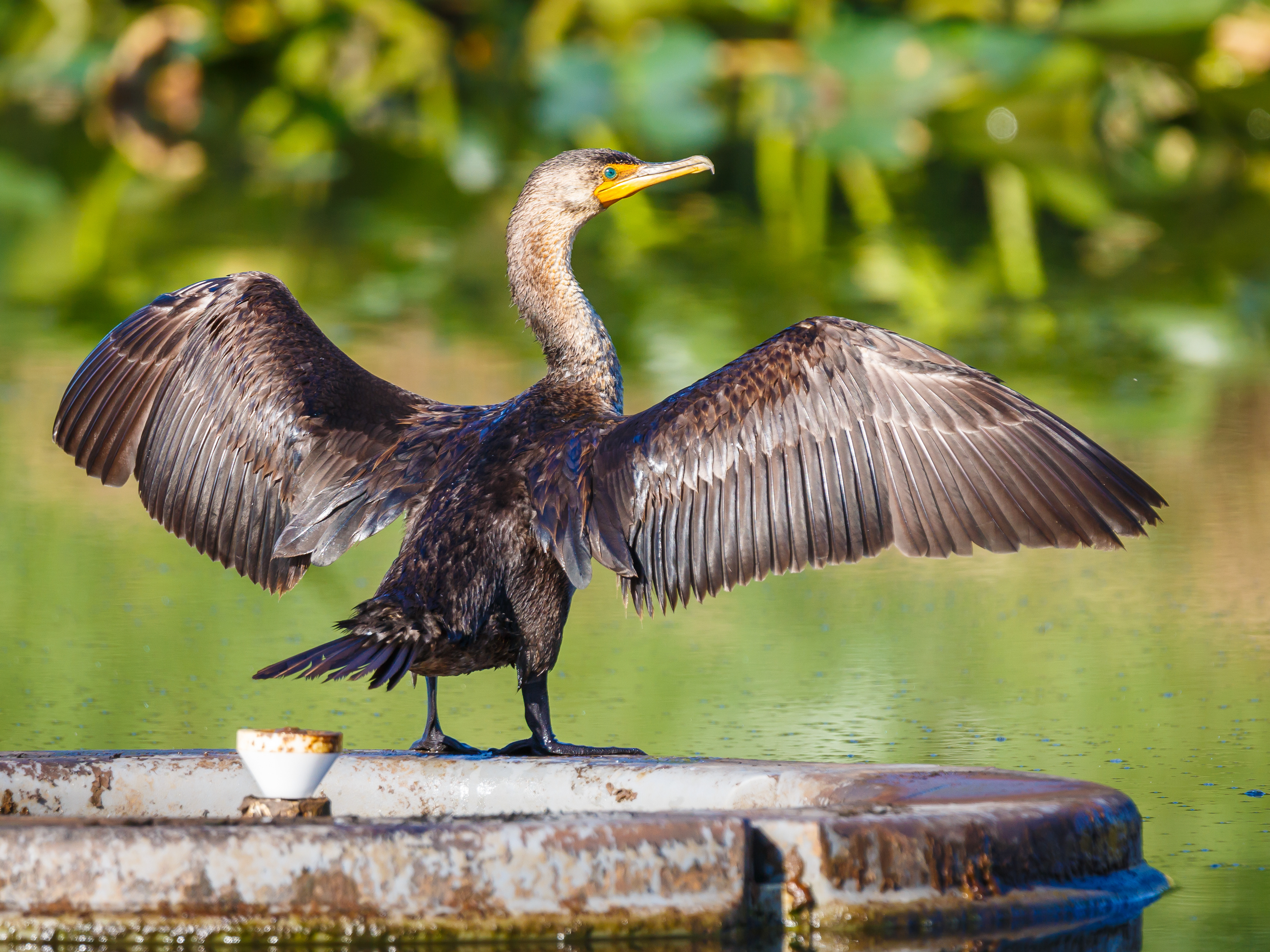 Double-Crested Cormorant