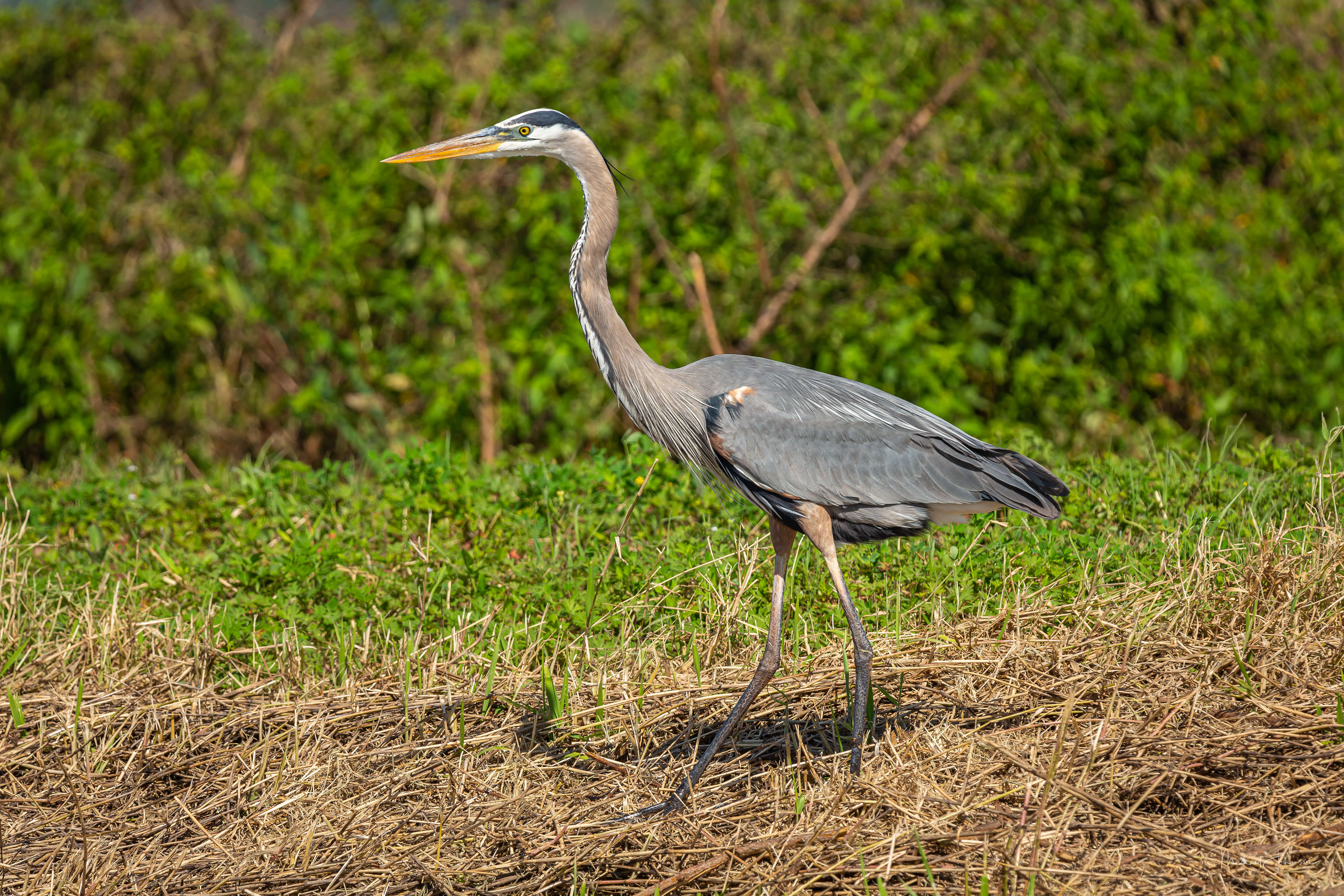 Great Blue Heron