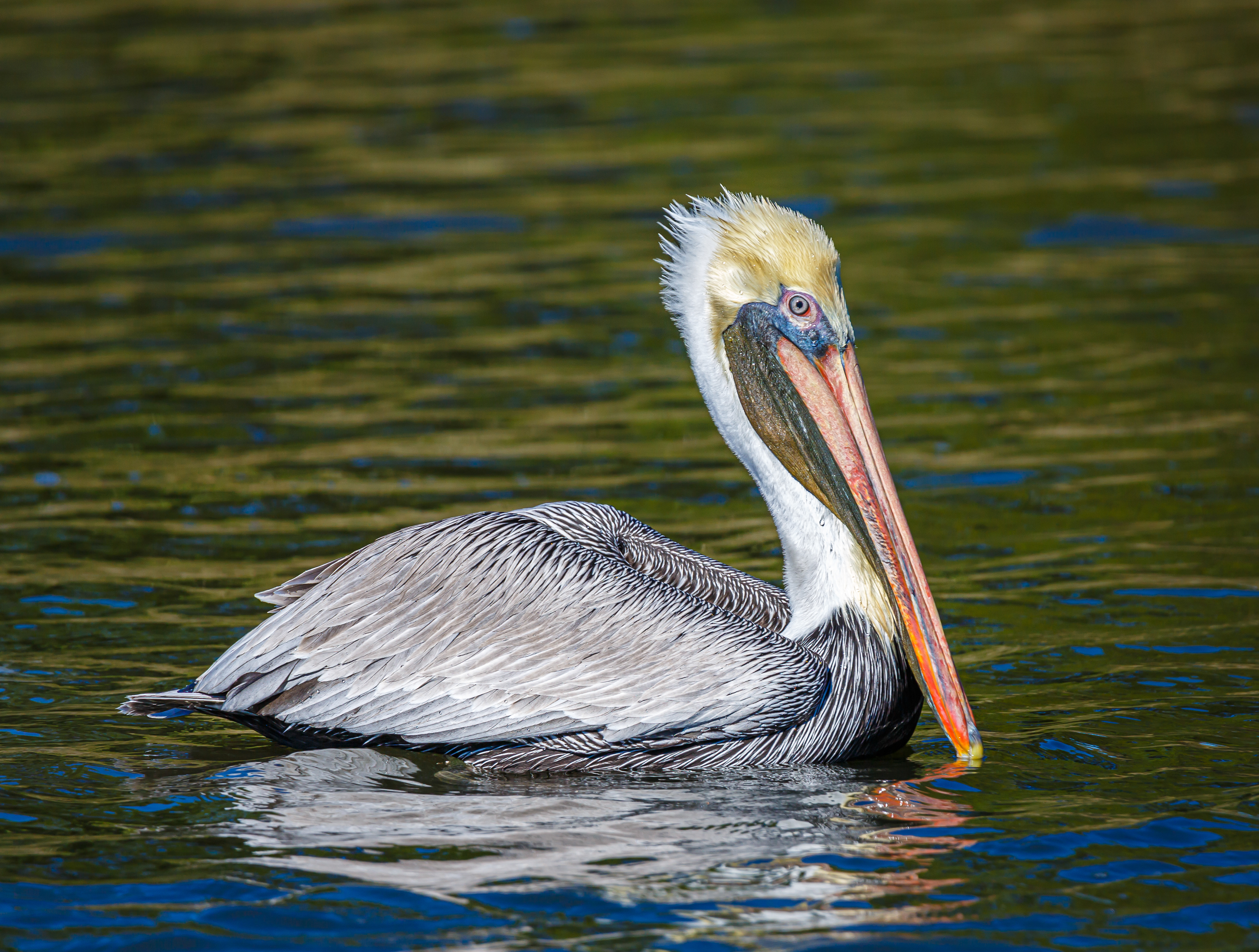 Brown Pelican