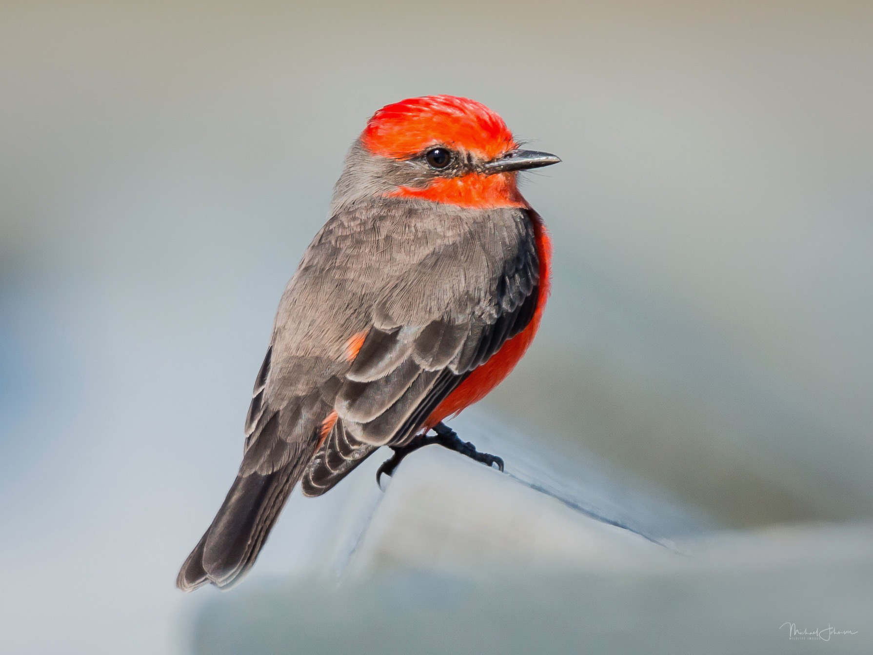 Art Nordic Event - Copenhagen, Denmark - April 20-22, 2018  Contrast - Vermilion Flycatcher