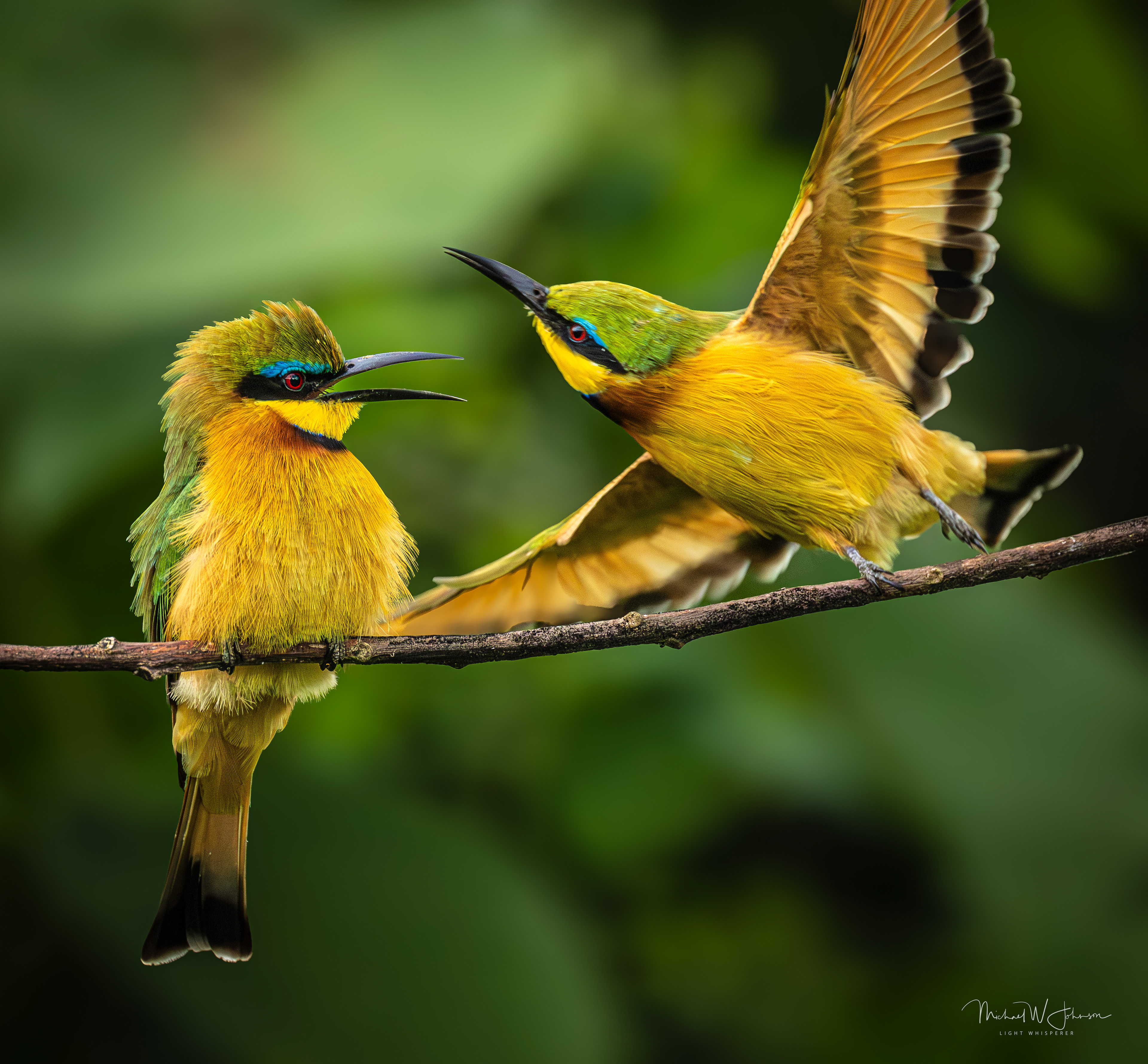 Little Bee-eaters