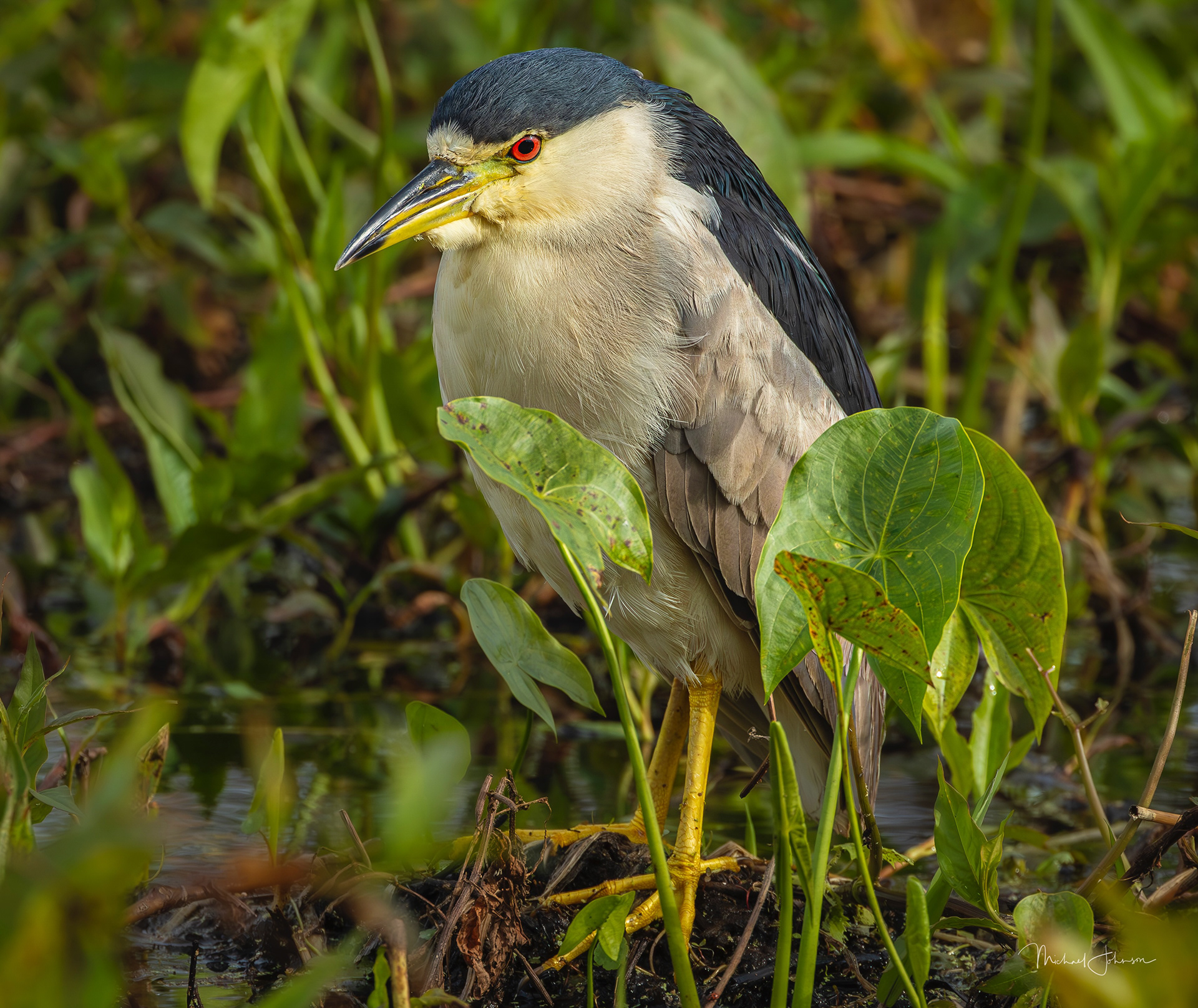 Black-crowned Night Heron