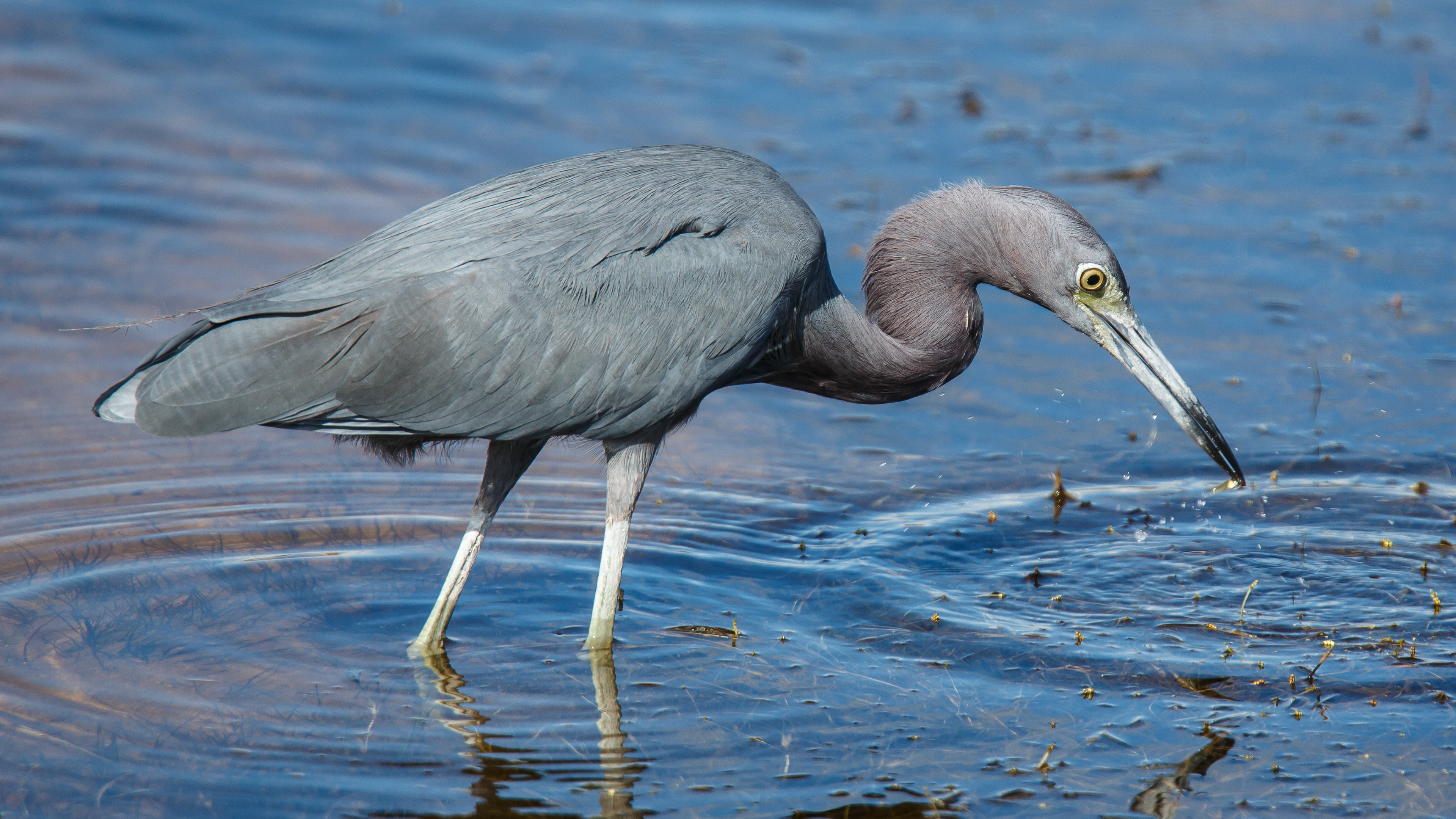 Little Blue Heron
