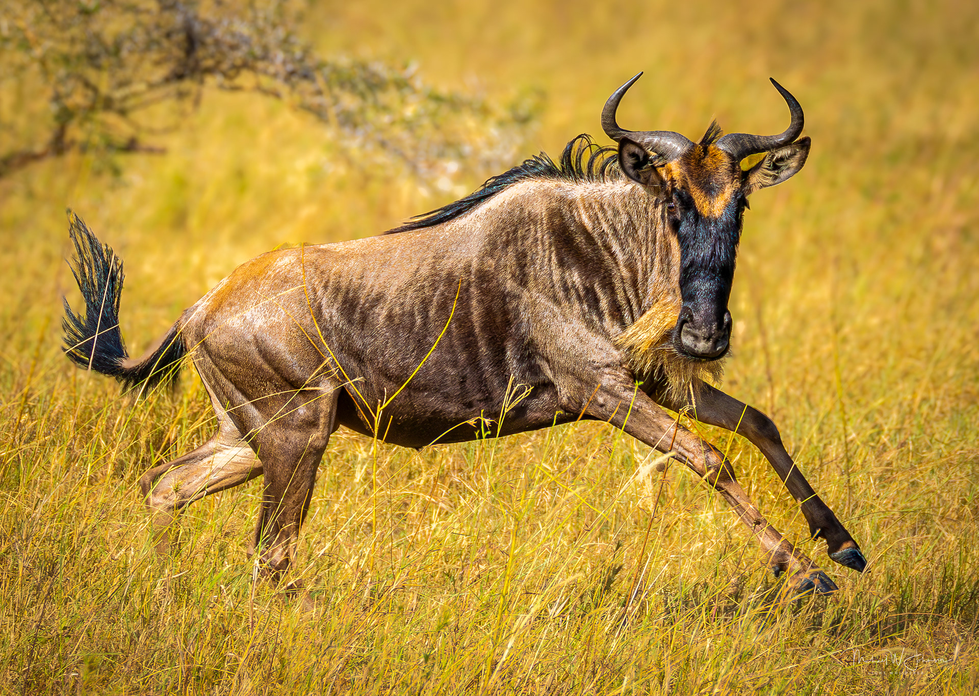 Wildebeest