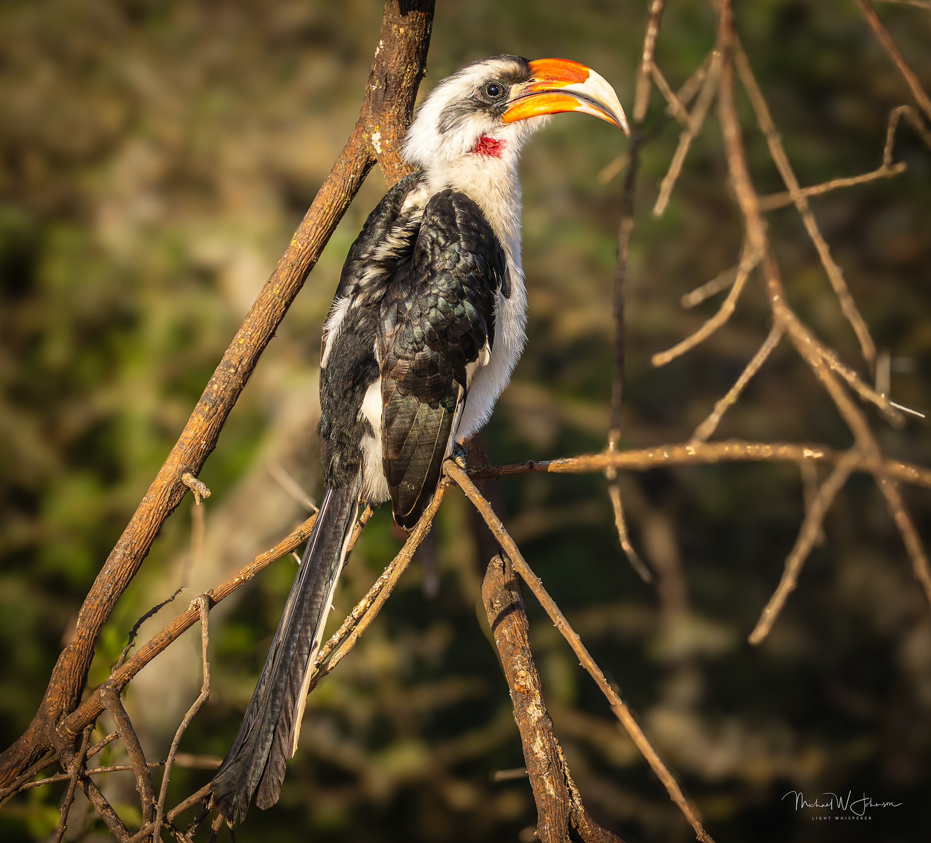 Von Der Decken's Hornbill