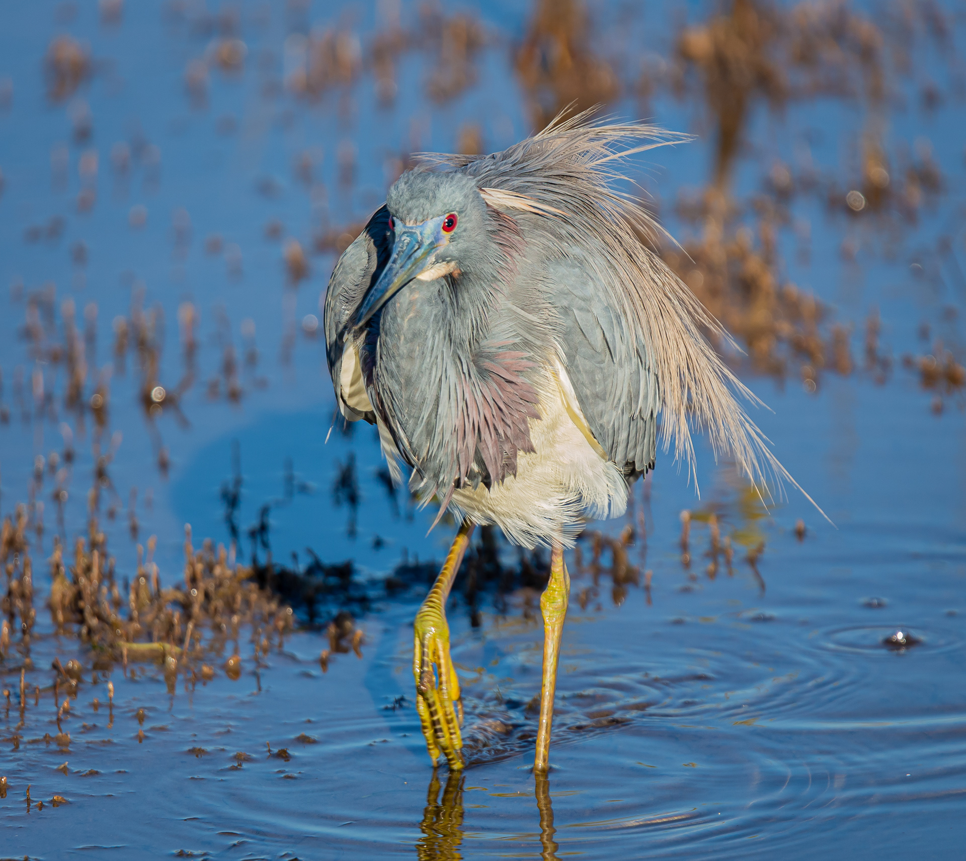 Tricolored Heron