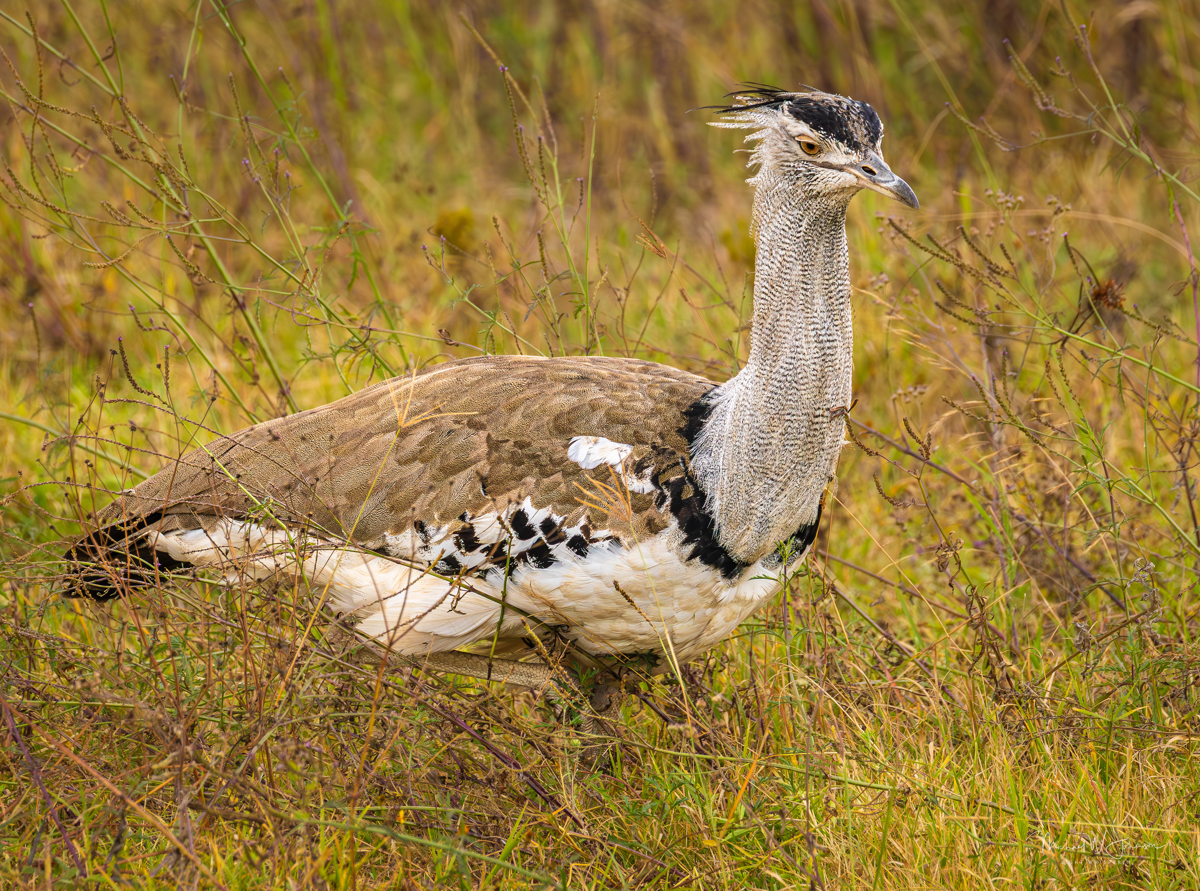 Kori Bustard