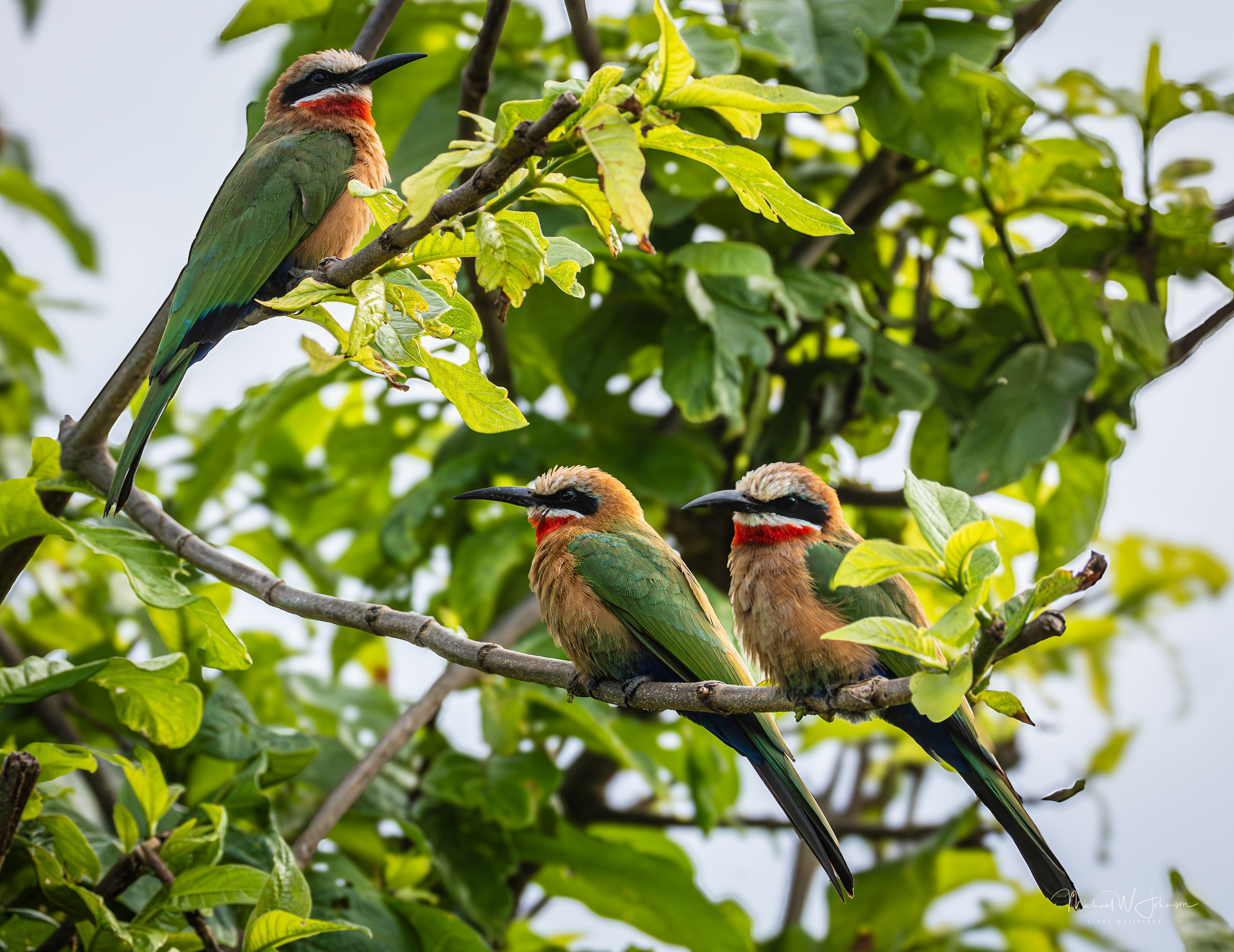 White-fronted Bee-eater
