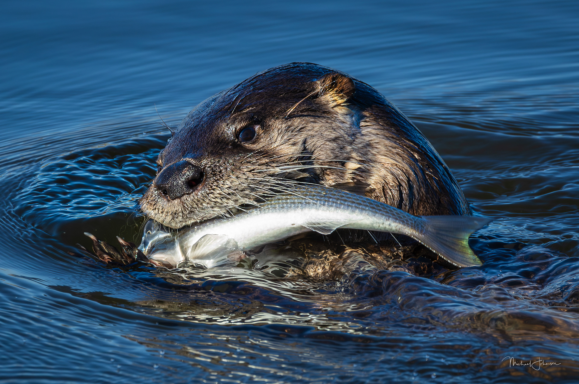 River Otter