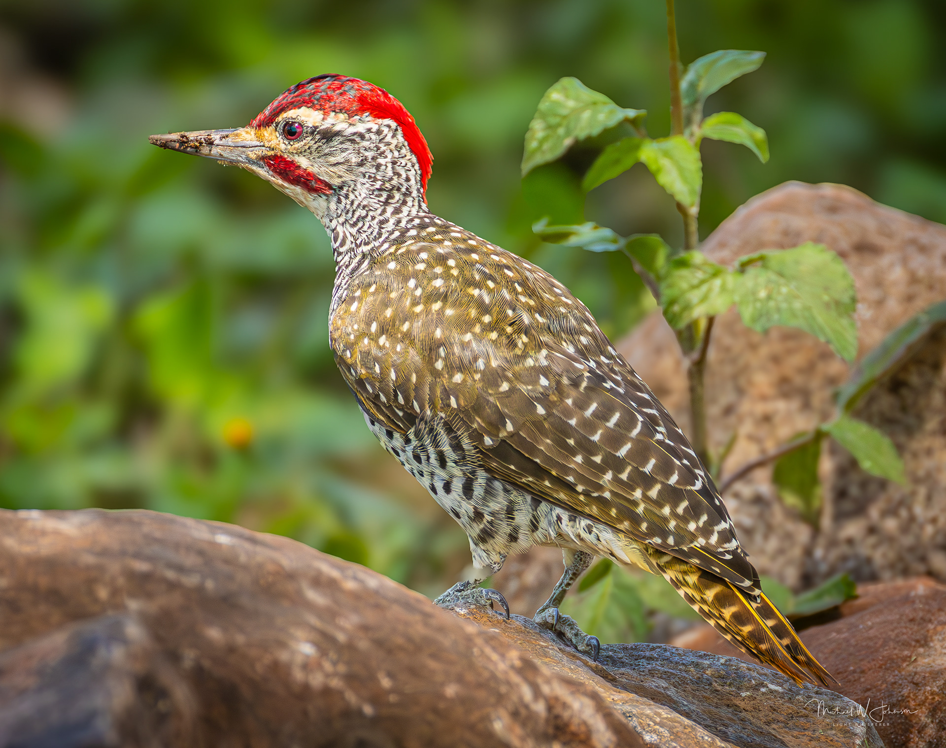 Speckle-throated Woodpecker