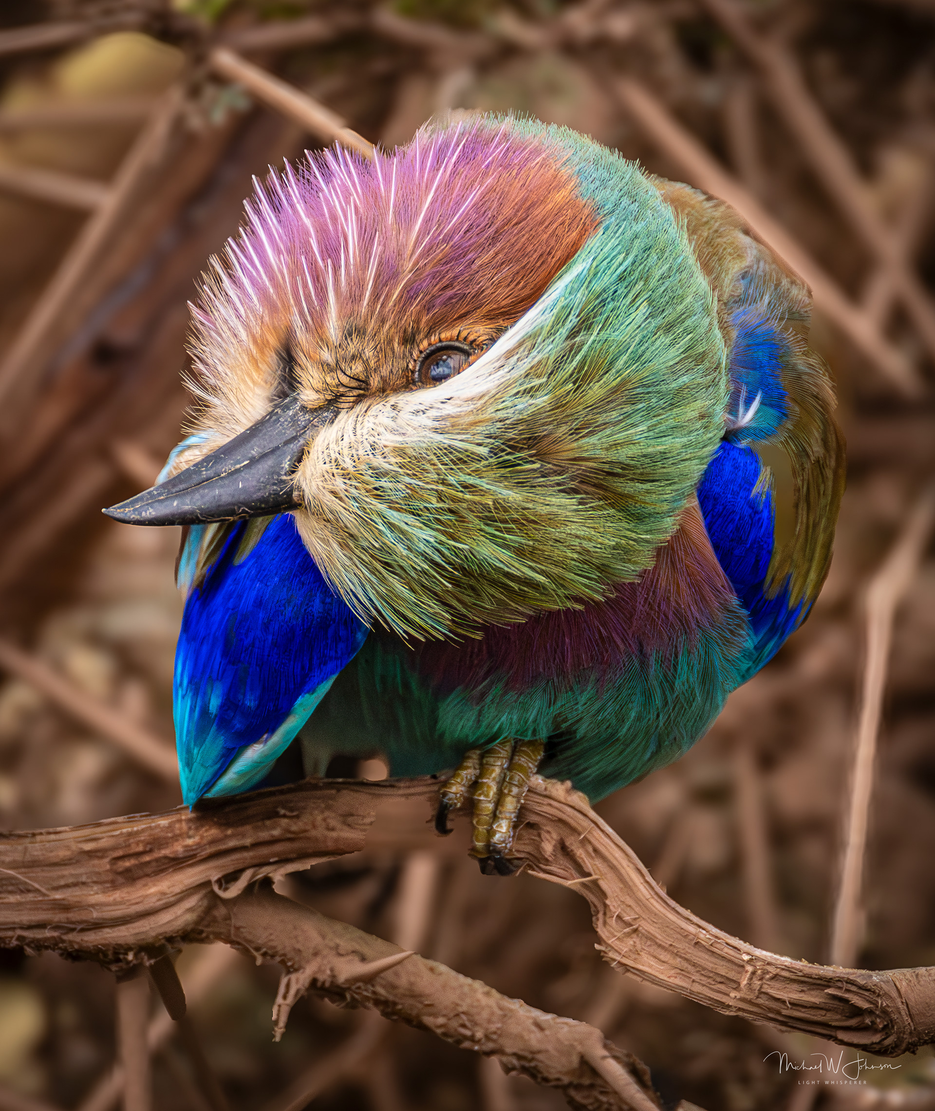 Lilac-breasted Roller