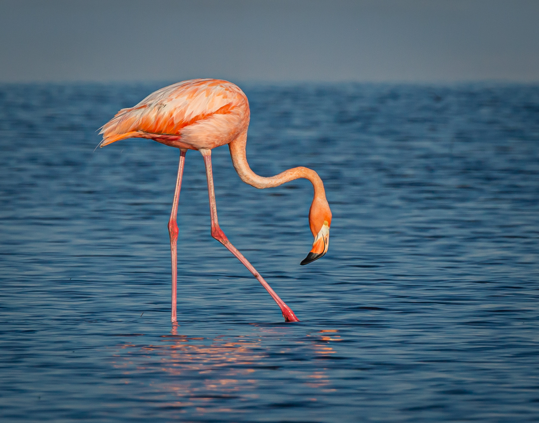 American Flamingo