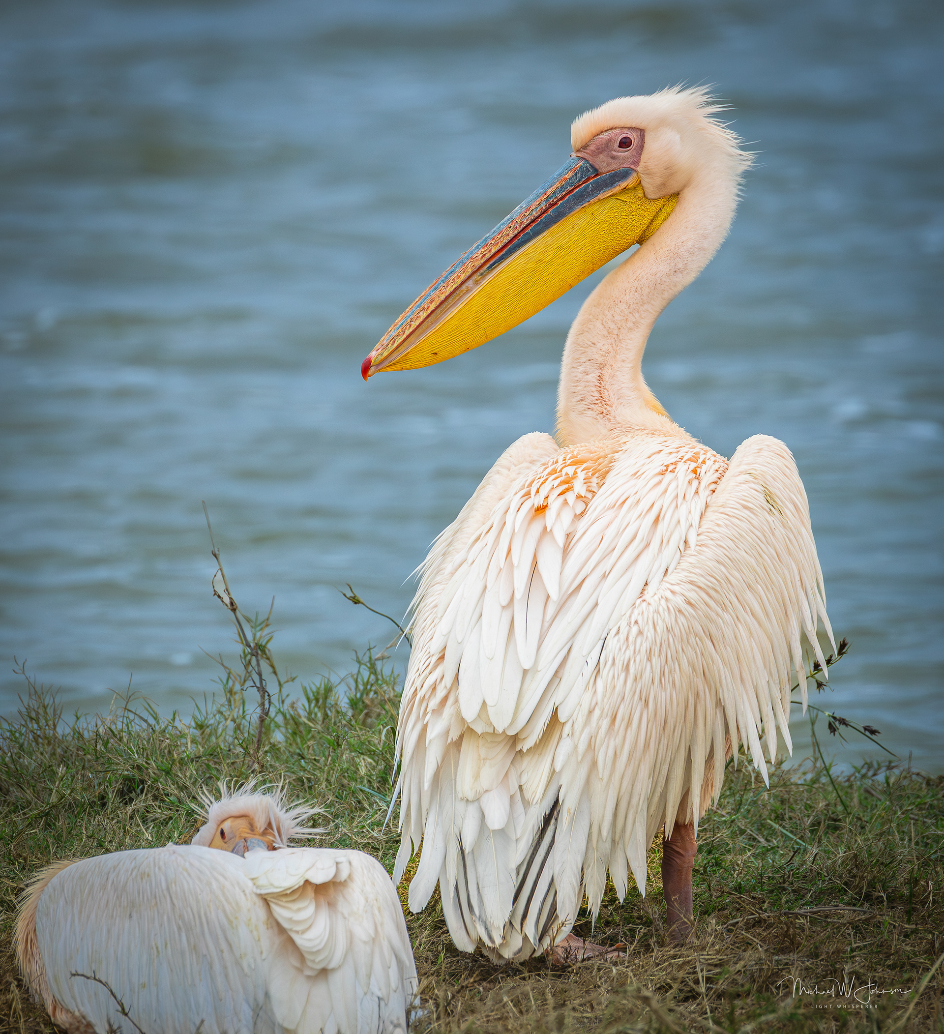 Greater White Pelican