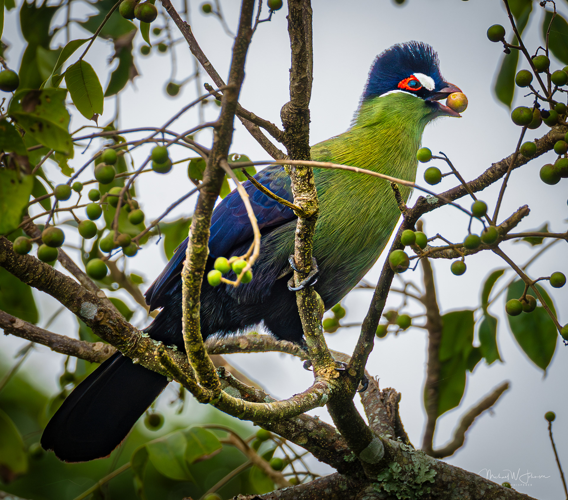 Hartlaub's Turaco