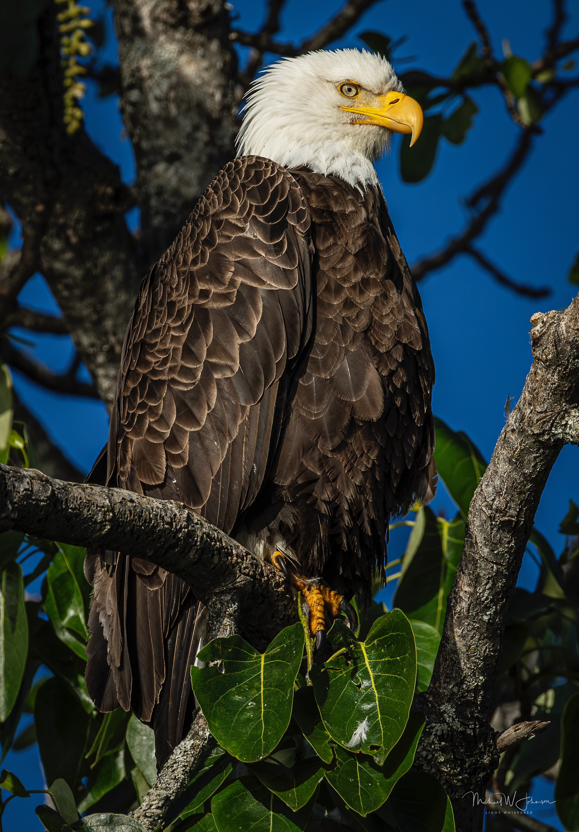 Bald Eagle
