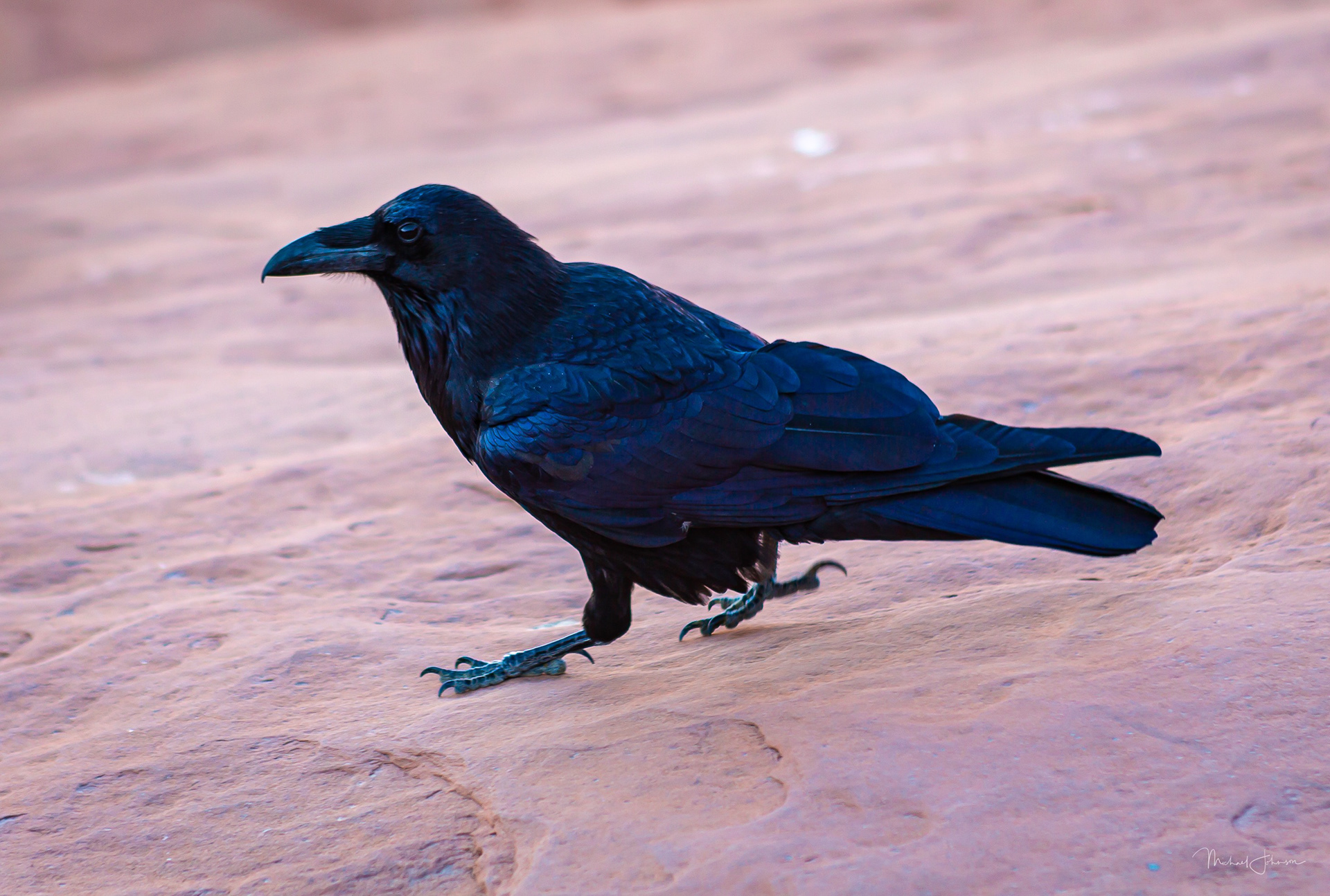 Arches National Park - Delicate Arch - Raven