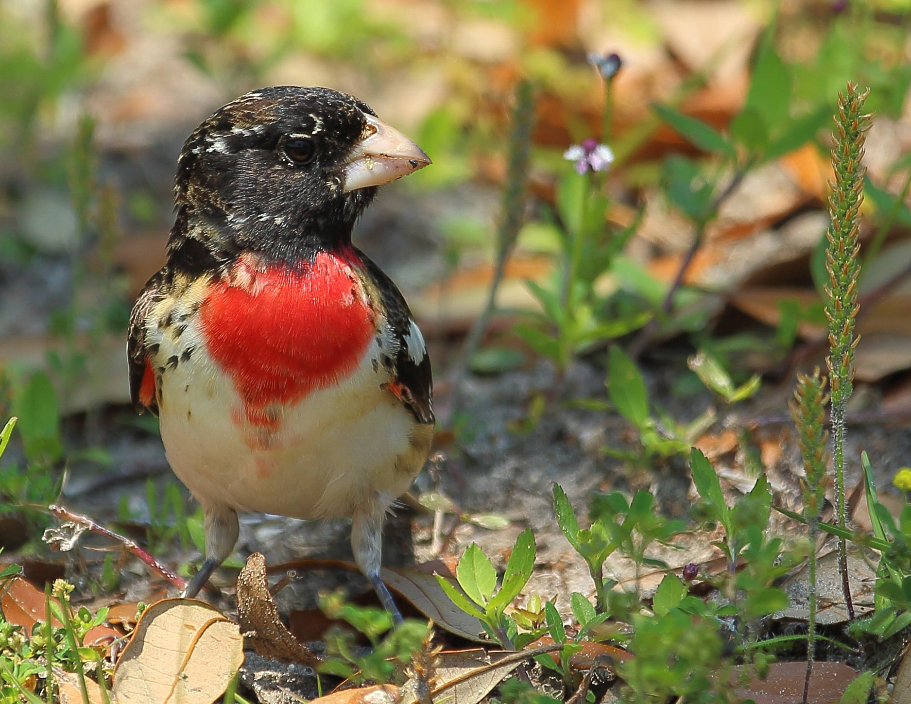 Rose-breasted Grossbeak