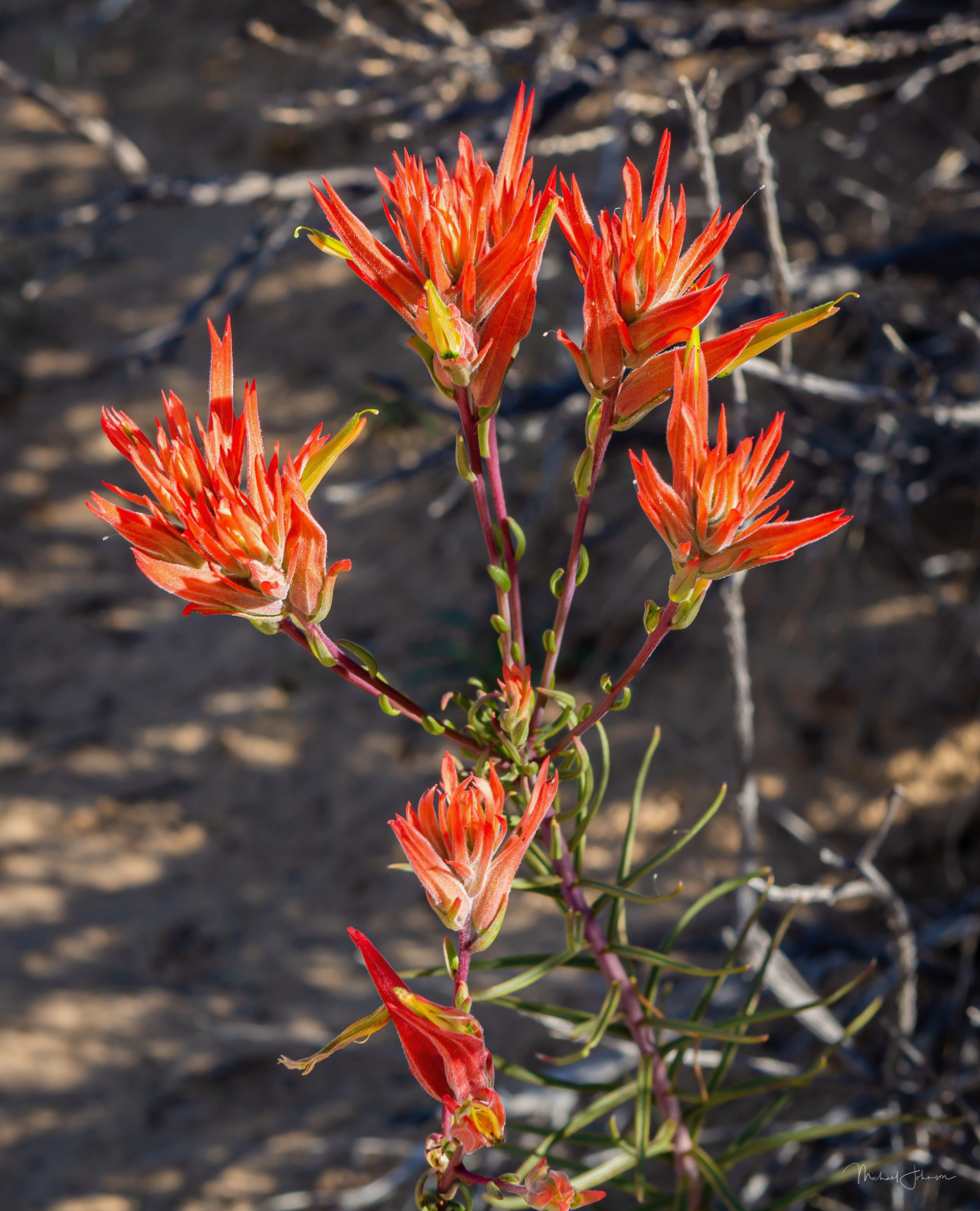 The Great Chamber - Indian Paintbrush