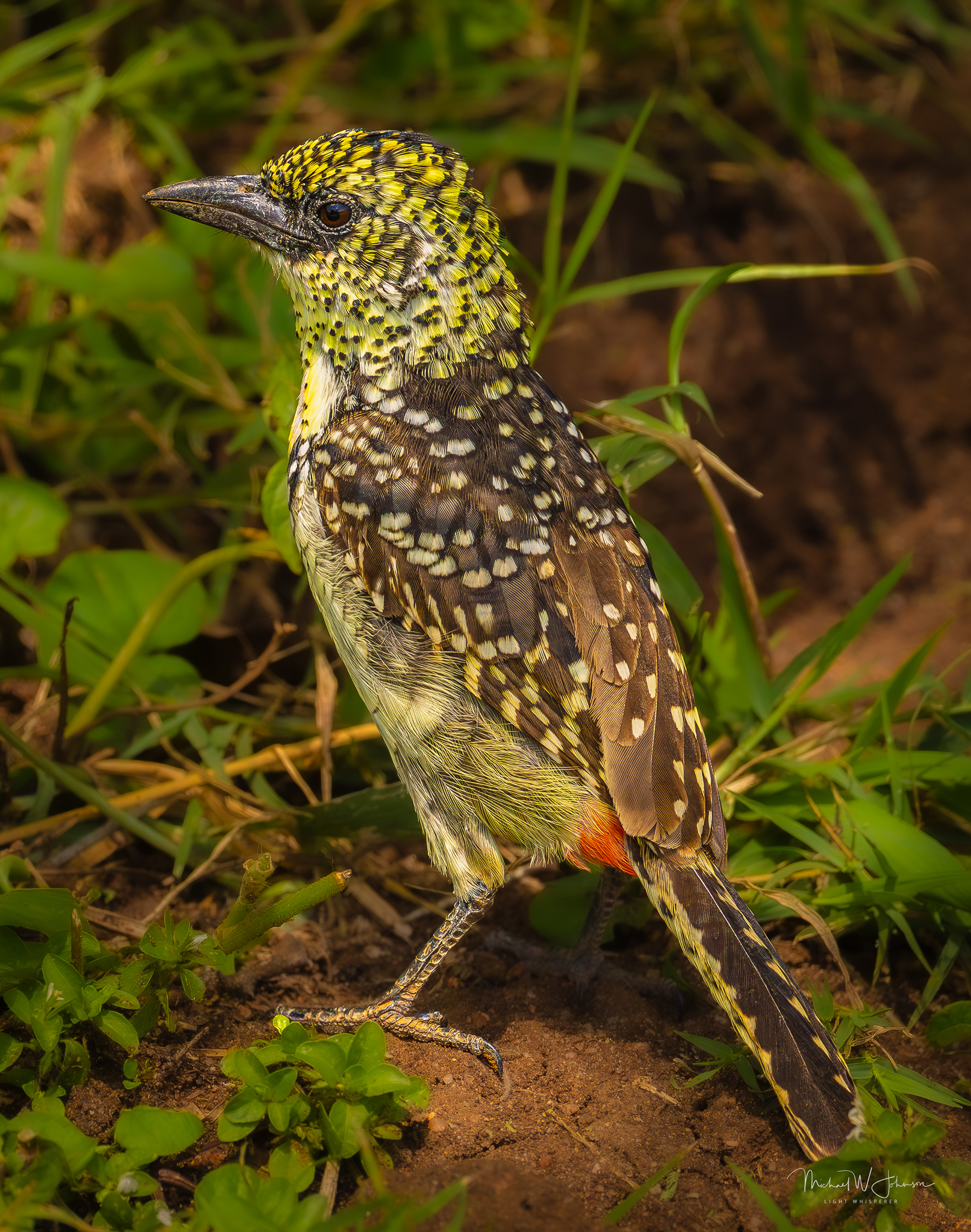 D'Arnaud's Barbet