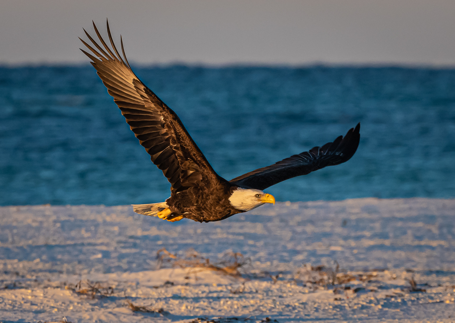 Bald Eagle
