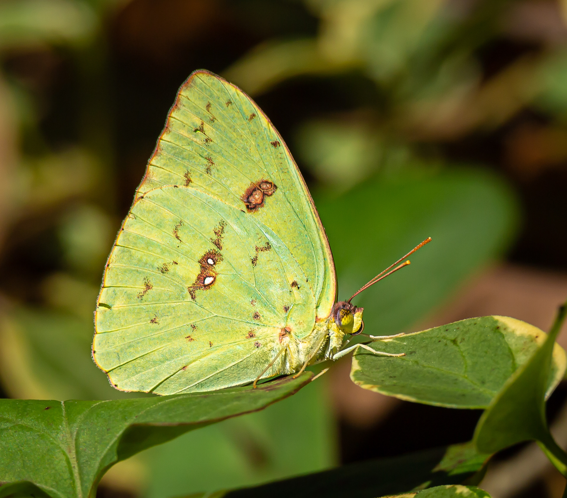 Orange Sulphur