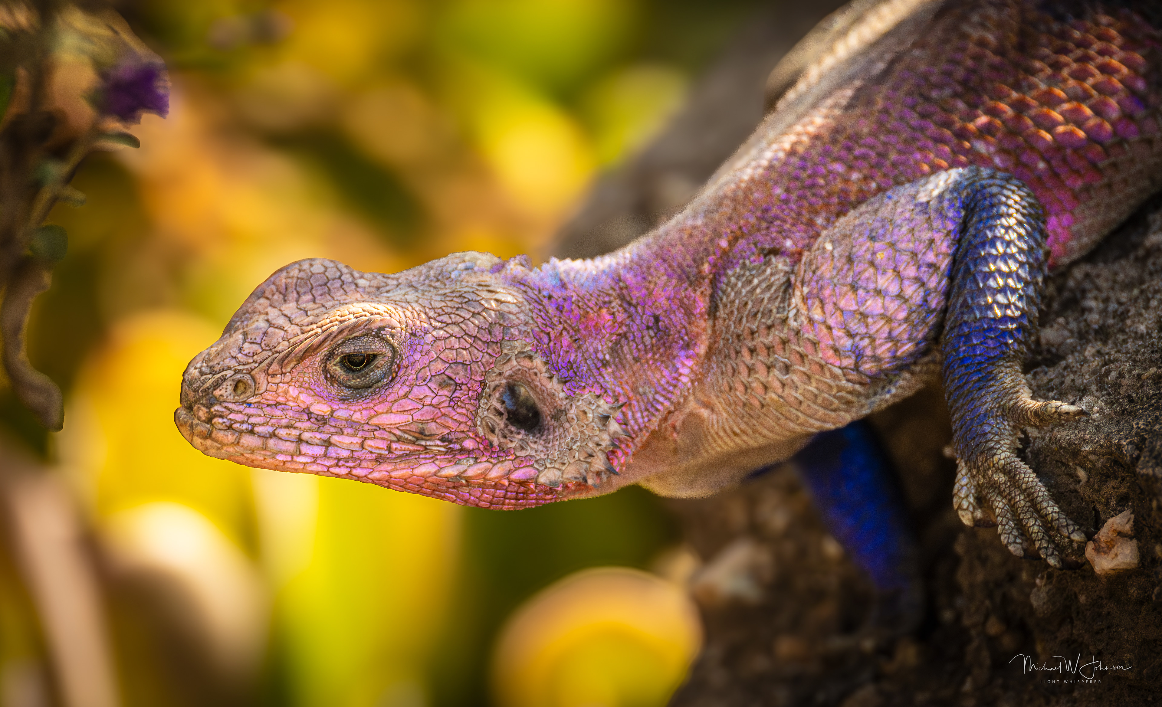 Mwanza Flat-headed Rock Agama
