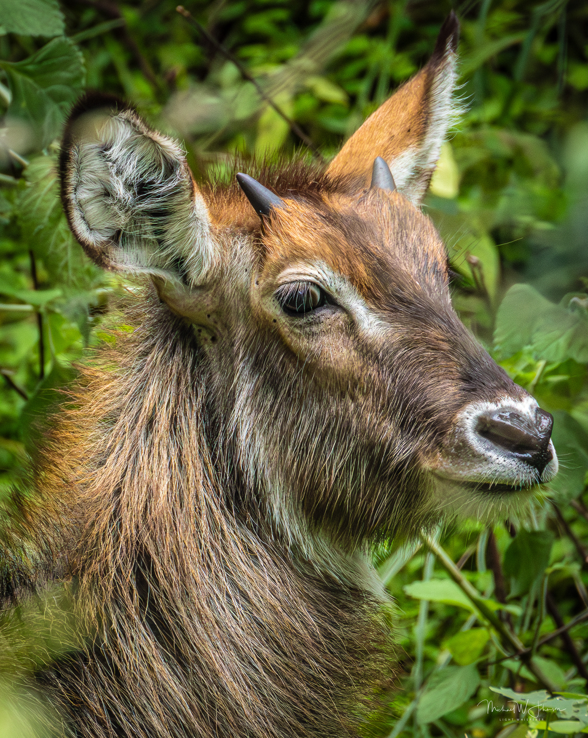 Waterbuck