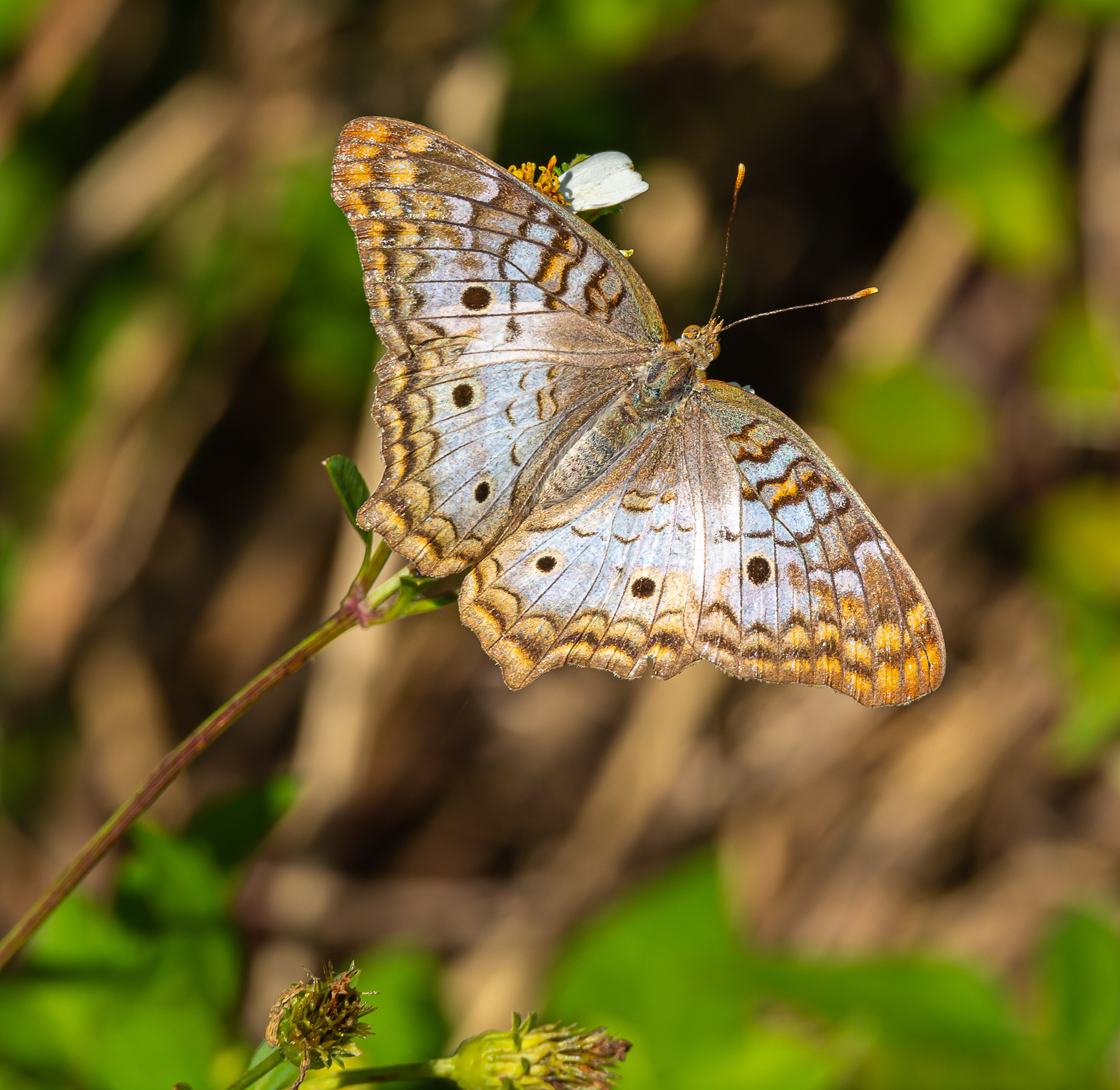 White Peacock