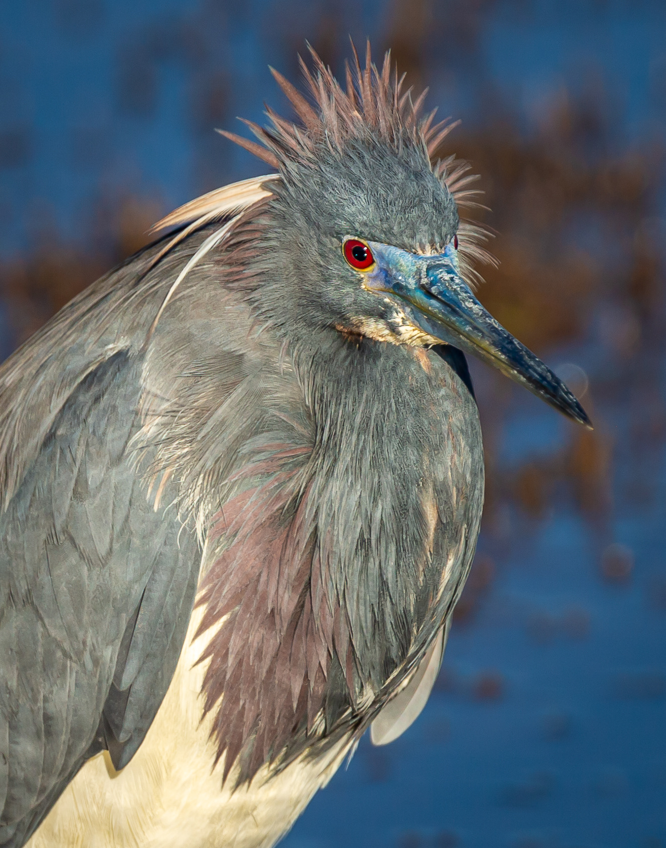 Tricolored Heron