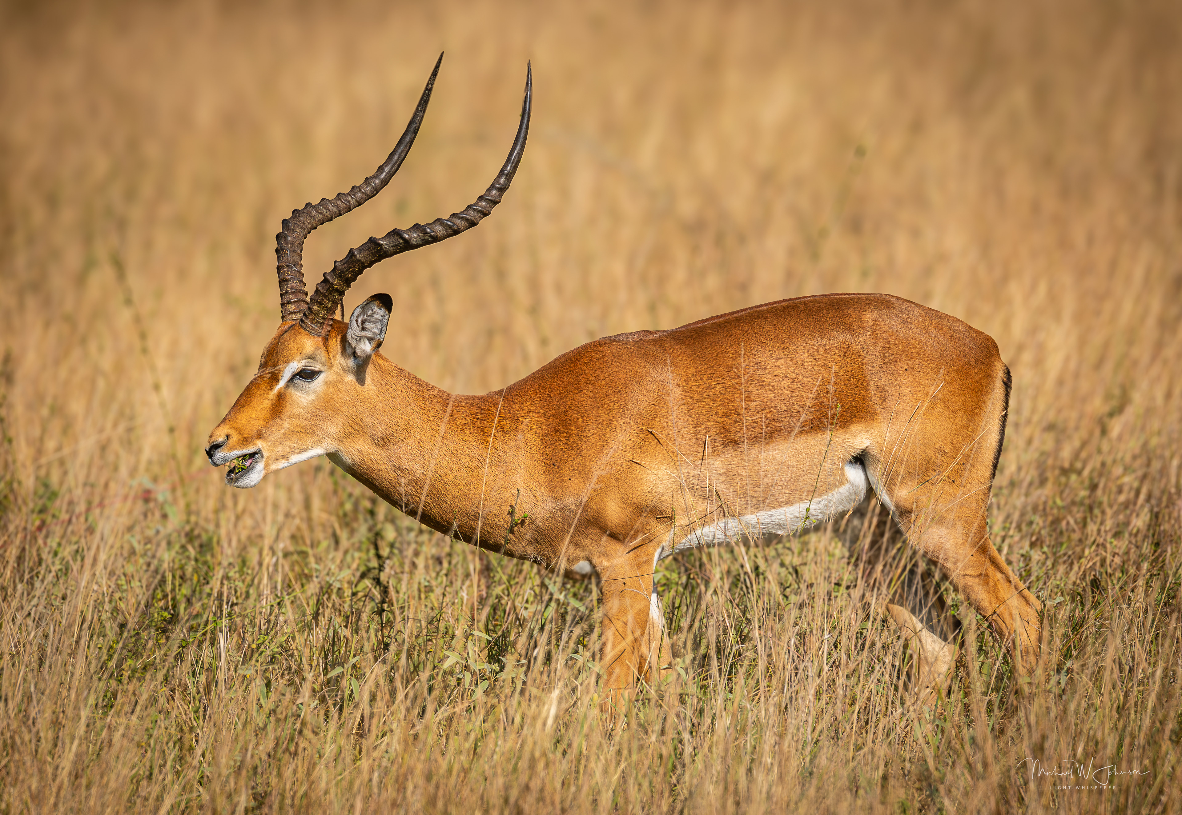 Impala