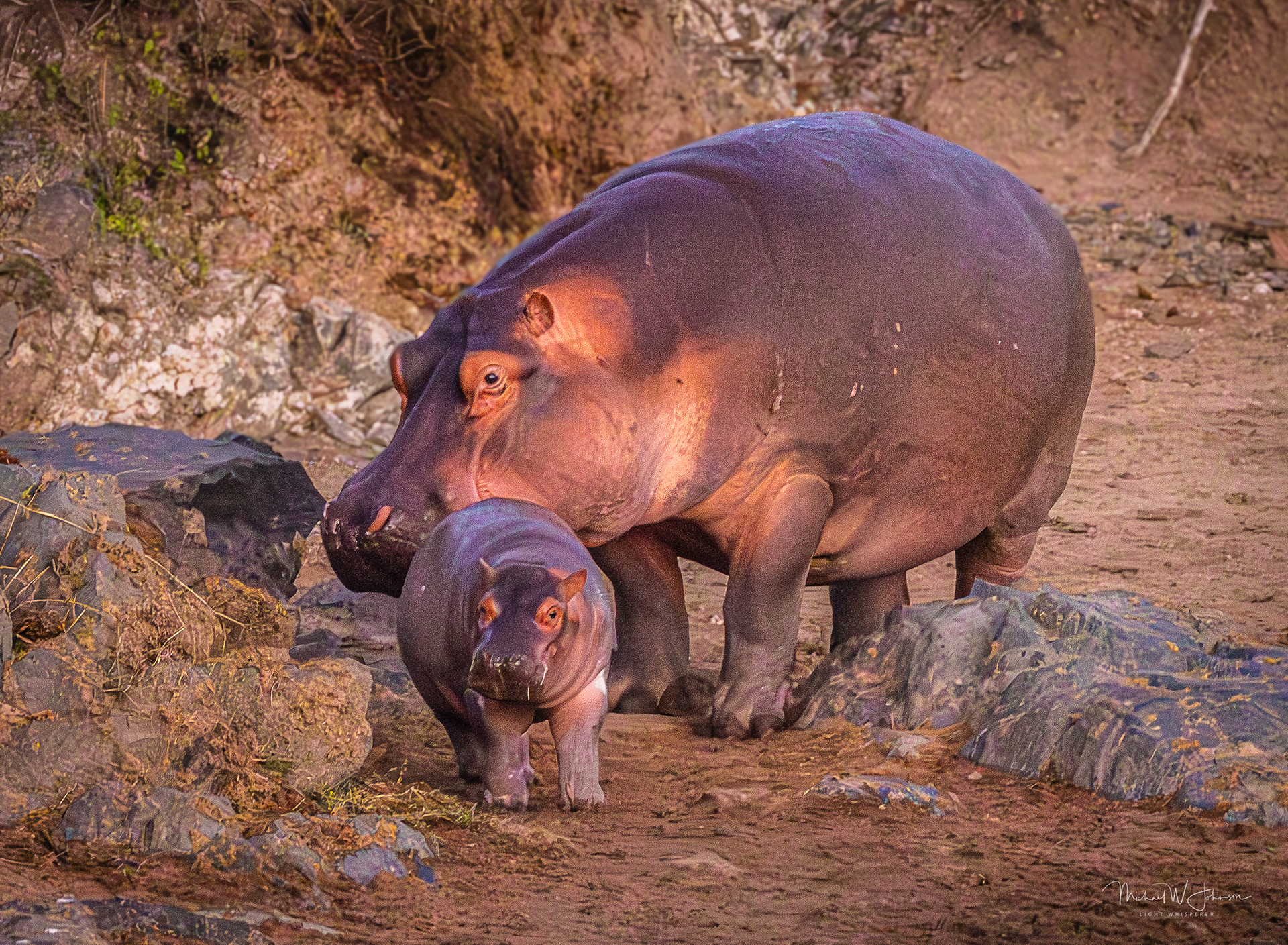 Hippos