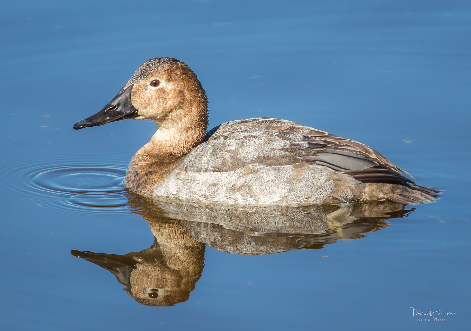 Canvasback