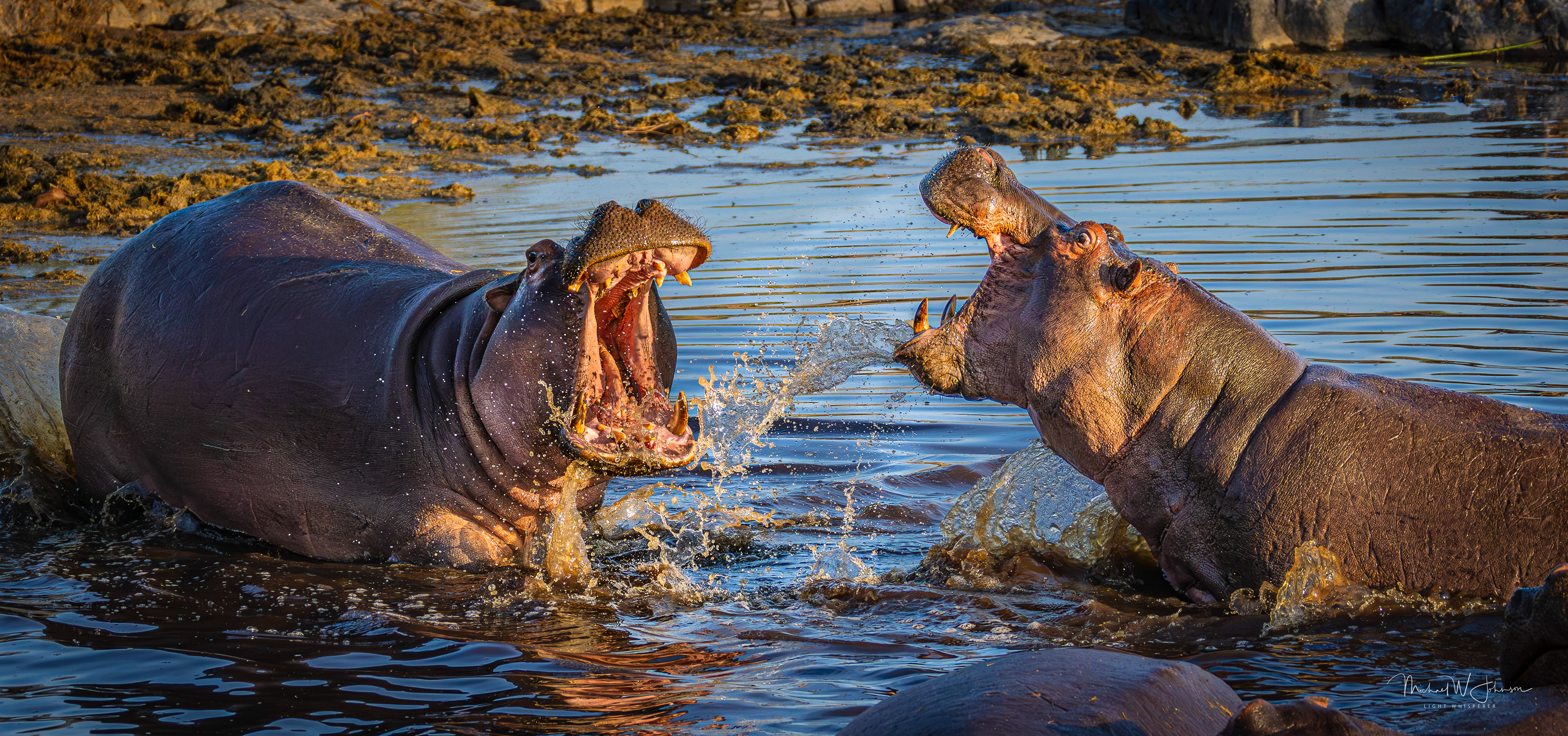 Hippos Fighting