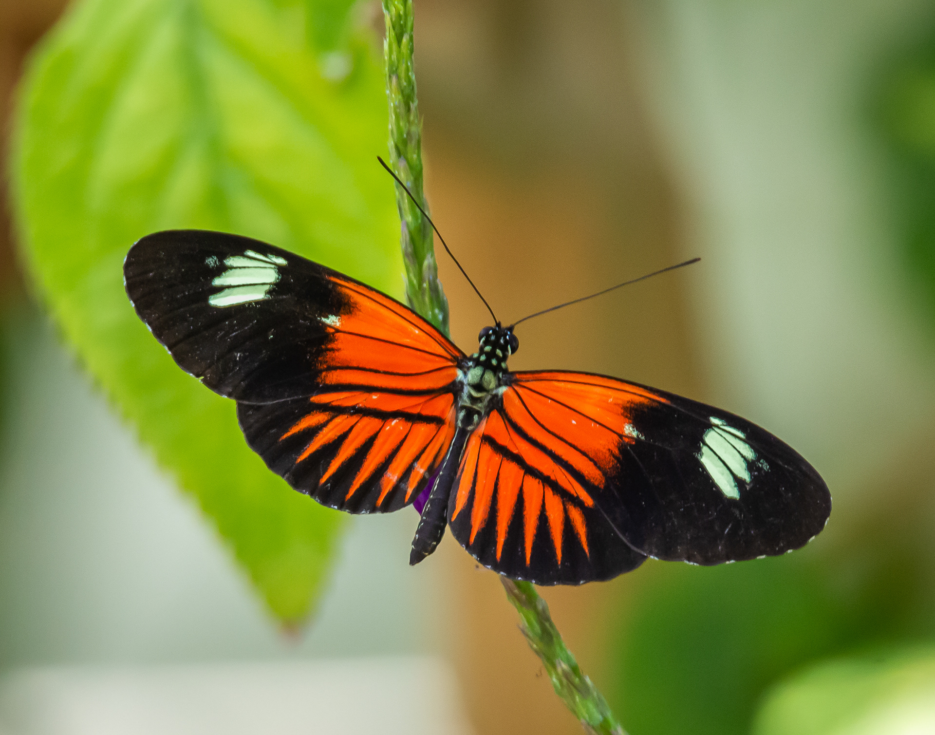 Doris Longwing