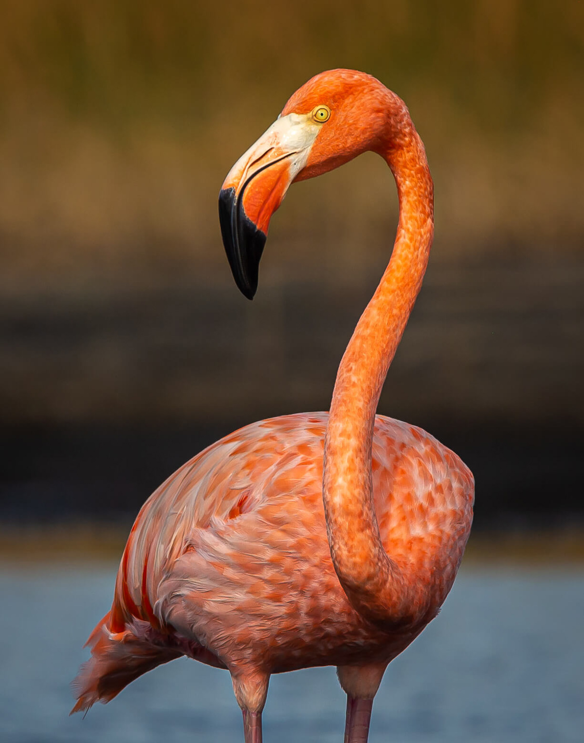 American Flamingo