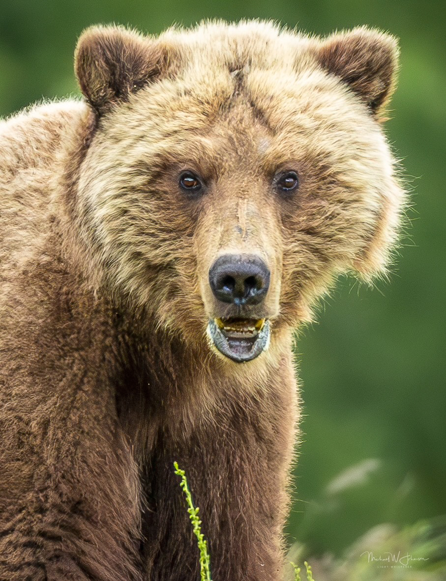 Brown Bear - Rip