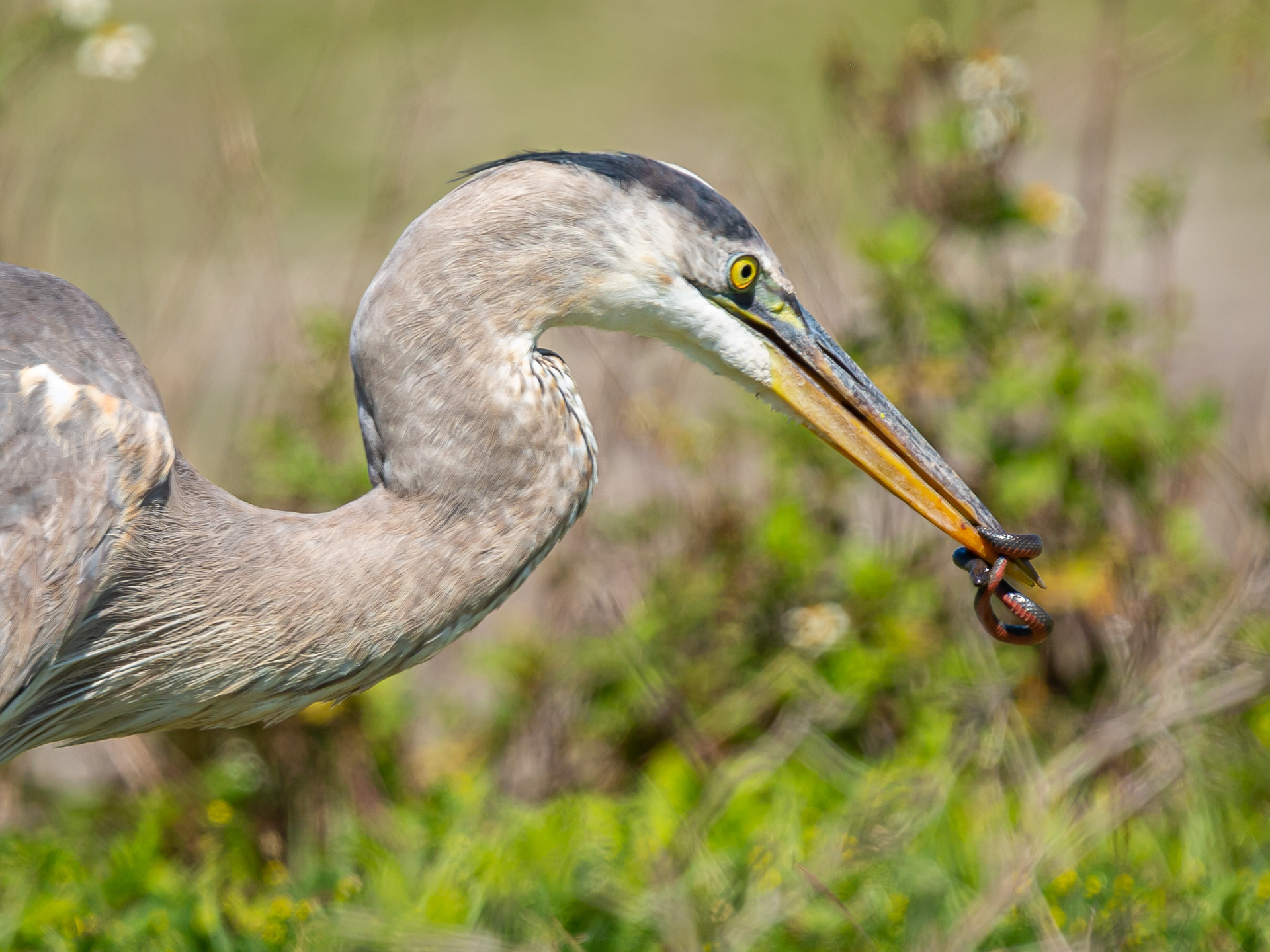 Great Blue Heron