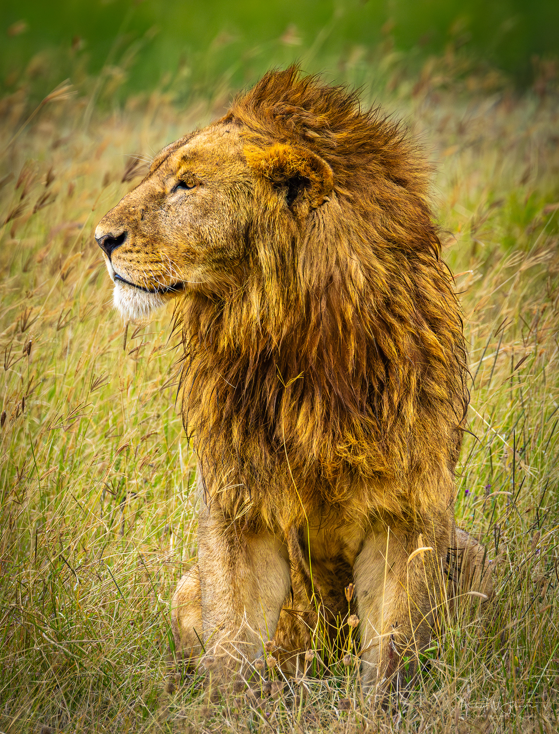 Lion