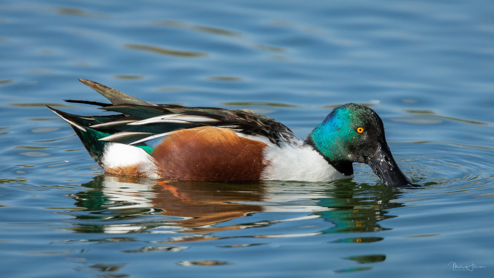 Northern Shoveler